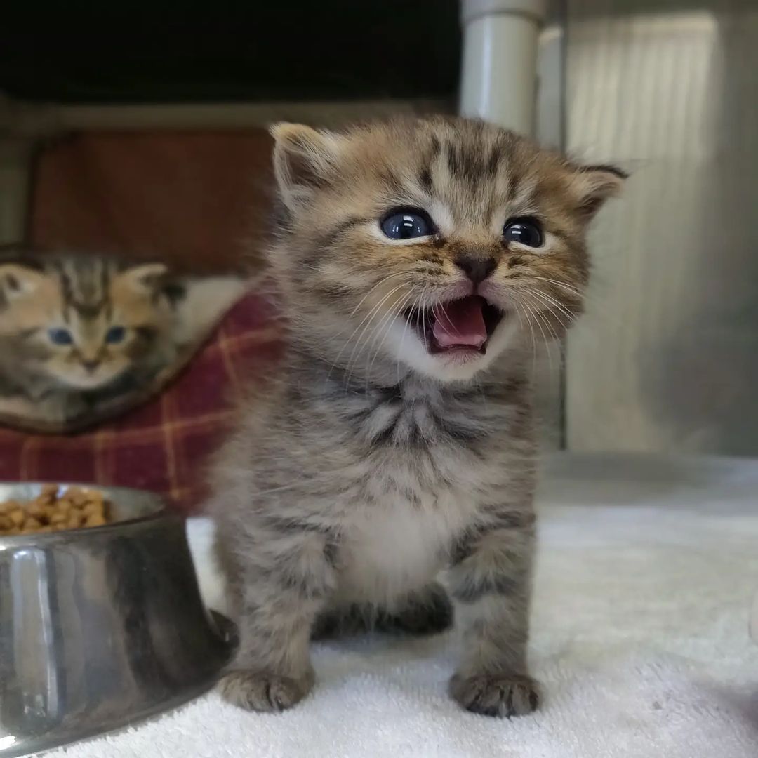 Starting your Sunday right... with kittens! 🐾😻 This little crew was transferred in from our friends at @adoptable_dogs_of_vbac and the whole family is being fostered in a home by one of our amazing volunteers. They are too young to be adopted, but come visit us today from 1 pm - 4:30 pm to check out some of their adoptable friends!