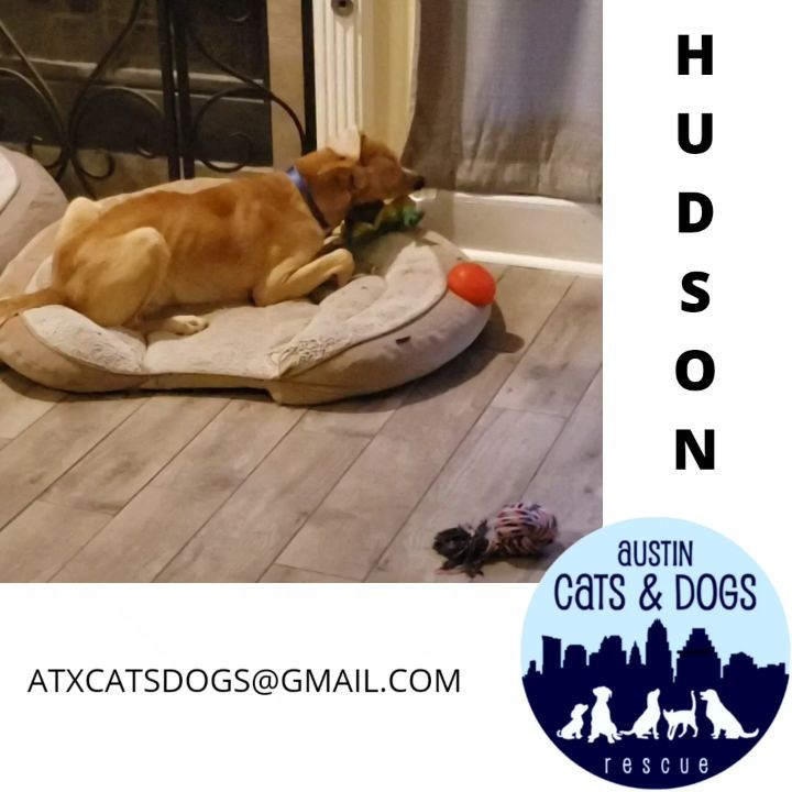 Hudson continues to improve!!!! We shared last week that Hudson is eating well again and gaining weight.  Now he had so much more energy to play with his toys and foster brothers and sister!!!! He is still a pretty 