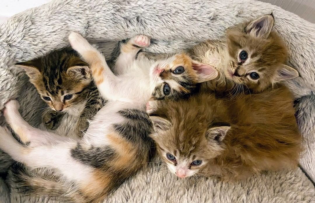 Good morning Bay Area - get your daily dose of sweet purrs and cuteness overload! ❤️ Mocha, Fudge, Paprika and Nutmeg are ready to meet their forever families 😻😻😻😻 

😻Paprika and 😻Nutmeg are two sweetest sisters who purr non-stop. They love belly rubs, people and each other deeply. 
👉https://angelsfurryfriends.org/paprika-and-nutmeg/

😻Fudge and 😻Mocha are curious and gentle brother and sister. Their  personalities are as beautiful as their rare fluffy chocolate hair.
👉https://angelsfurryfriends.org/fudge-and-mocha/

They are spayed/neutered, micro-chipped, vaccinated to age and litter-box trained, can be FIV/FeLV tested upon request. 

If you would like these kittens to become a part of your family please familiarize yourself with our Adoption Process https://angelsfurryfriends.org/adoption-process/
and fill out 🐾Adoption application🐾  to schedule meet and greet https://angelsfurryfriends.org/adoption-application-cats/

❤️THANK YOU!❤️ to all our supporter and contributors 
✅ Want to help more kittens to find their forever homes? Your contribution will make an impact, whether you donate $5 or $500: 
👉 https://angelsfurryfriends.org/donate/
👉PayPal: donations@angelsfurryfriends.org
🐾 Check our website for adoptable animals: https://angelsfurryfriends.org
✅ Apply to become a foster https://angelsfurryfriends.org/foster-application/
✅ Our furry friends will be super happy if you can contribute to our AMAZON wish list: https://www.amazon.com/hz/wishlist/ls/20Z238E5G16UH
✅ Find us on AMAZON SMILE
✅ Angel’s Furry Friends is a Non-Profit 501(3) organization. Your Donations are Tax deductible. Many employers will double your donation (check whether they have gift-matching program) 

<a target='_blank' href='https://www.instagram.com/explore/tags/adoptdontshop/'>#adoptdontshop</a> <a target='_blank' href='https://www.instagram.com/explore/tags/animalrescue/'>#animalrescue</a> <a target='_blank' href='https://www.instagram.com/explore/tags/animalhelp/'>#animalhelp</a> <a target='_blank' href='https://www.instagram.com/explore/tags/doglove/'>#doglove</a> <a target='_blank' href='https://www.instagram.com/explore/tags/catlove/'>#catlove</a> <a target='_blank' href='https://www.instagram.com/explore/tags/dogrescue/'>#dogrescue</a> <a target='_blank' href='https://www.instagram.com/explore/tags/catrescue/'>#catrescue</a> <a target='_blank' href='https://www.instagram.com/explore/tags/streetcats/'>#streetcats</a> <a target='_blank' href='https://www.instagram.com/explore/tags/angelsfurryfriends/'>#angelsfurryfriends</a> <a target='_blank' href='https://www.instagram.com/explore/tags/savealife/'>#savealife</a> <a target='_blank' href='https://www.instagram.com/explore/tags/bekind/'>#bekind</a> <a target='_blank' href='https://www.instagram.com/explore/tags/catsforadoption/'>#catsforadoption</a> <a target='_blank' href='https://www.instagram.com/explore/tags/dogsforadoption/'>#dogsforadoption</a> <a target='_blank' href='https://www.instagram.com/explore/tags/animalwelfare/'>#animalwelfare</a>  <a target='_blank' href='https://www.instagram.com/explore/tags/rescuecat/'>#rescuecat</a> <a target='_blank' href='https://www.instagram.com/explore/tags/rescuedismyfavoritebreed/'>#rescuedismyfavoritebreed</a> <a target='_blank' href='https://www.instagram.com/explore/tags/lifeanimalrescue/'>#lifeanimalrescue</a> <a target='_blank' href='https://www.instagram.com/explore/tags/animalrescuer/'>#animalrescuer</a> <a target='_blank' href='https://www.instagram.com/explore/tags/Mocha/'>#Mocha</a>  <a target='_blank' href='https://www.instagram.com/explore/tags/Fudge/'>#Fudge</a> <a target='_blank' href='https://www.instagram.com/explore/tags/Paprika/'>#Paprika</a> <a target='_blank' href='https://www.instagram.com/explore/tags/Nutmeg/'>#Nutmeg</a> <a target='_blank' href='https://www.instagram.com/explore/tags/kittensforadoption/'>#kittensforadoption</a> <a target='_blank' href='https://www.instagram.com/explore/tags/adoptme/'>#adoptme</a>