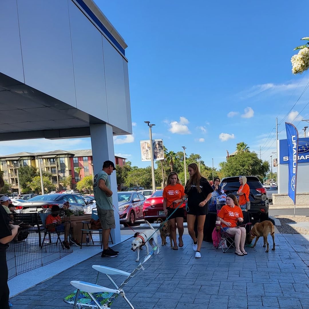 Thank you to everyone that came out today to see The all of the adoptables with Heidi's Legacy. Thank you to all the foster parents & volunteers for coming out to the event.  Looking forward to many more successful events.

Thank you @subaru_usa @subarusouthtampa for having us and supporting rescue dogs & cats.

Shout out to @urbantailzretreattampa
Thanks for all you do for the pups!!! 💜 🐶 

<a target='_blank' href='https://www.instagram.com/explore/tags/subaruLovesPets/'>#subaruLovesPets</a> <a target='_blank' href='https://www.instagram.com/explore/tags/subaru/'>#subaru</a> <a target='_blank' href='https://www.instagram.com/explore/tags/subaruadoptionevent/'>#subaruadoptionevent</a> <a target='_blank' href='https://www.instagram.com/explore/tags/fosteringsaveslives/'>#fosteringsaveslives</a>❤️🐶 <a target='_blank' href='https://www.instagram.com/explore/tags/fosteringisfun/'>#fosteringisfun</a> <a target='_blank' href='https://www.instagram.com/explore/tags/adoptionevent/'>#adoptionevent</a> <a target='_blank' href='https://www.instagram.com/explore/tags/adoptdontshop/'>#adoptdontshop</a> <a target='_blank' href='https://www.instagram.com/explore/tags/rescuedog/'>#rescuedog</a> <a target='_blank' href='https://www.instagram.com/explore/tags/rescuedogsofinstagram/'>#rescuedogsofinstagram</a> <a target='_blank' href='https://www.instagram.com/explore/tags/dogrescue/'>#dogrescue</a> <a target='_blank' href='https://www.instagram.com/explore/tags/rescuedismyfavoritebreed/'>#rescuedismyfavoritebreed</a> <a target='_blank' href='https://www.instagram.com/explore/tags/rescuelife/'>#rescuelife</a>