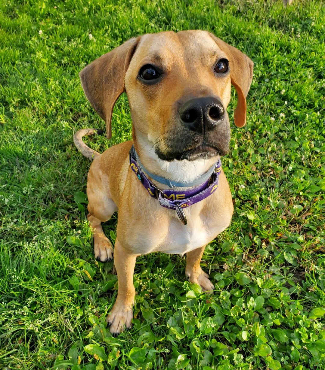 How is our little Scooby Doo still without a home? 

Scooby is a young beagle mix with a lot of energy but is happy to roll over and give you belly when asked 💜

Scooby requires a fully fenced yard as that hound nose is bound to get him in trouble. He may also do better as an only pet but might be ok with another similar energy small/medium sized dog. We are open to a meet and greet.

If Scooby looks like a fit for your home and lifestyle, please go to our website fcrspca.org/adopt and submit an application 💜