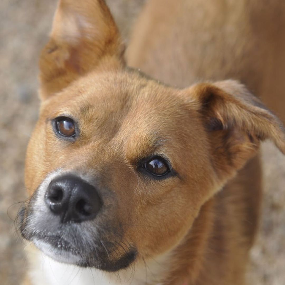 Meet Myra! Myra is a 1 year old retriever mix looking for a home with adults only. Myra loves people, walks, cuddles and to talk. Myra also enjoys playing with other dogs who can match her play style. Due to Myra's love for talking, she would do best in a townhouse or single family home. Myra does show some resource guarding with food towards other dogs, so she will need a household that can manage this. Myra does enjoy the outdoors but if she sees squirrels, she will try to chase them. However, if you have a yard, we think Myra would be great at keeping it squirrel free!

Myra would love a furever home, but a foster would be great too.
Contact adoptioncenter@homewardtrails.org if Myra seems like the girl for you. <a target='_blank' href='https://www.instagram.com/explore/tags/adoptdontshop/'>#adoptdontshop</a> <a target='_blank' href='https://www.instagram.com/explore/tags/homewardtrails/'>#homewardtrails</a> <a target='_blank' href='https://www.instagram.com/explore/tags/catsofinstagram/'>#catsofinstagram</a> <a target='_blank' href='https://www.instagram.com/explore/tags/dogsofinsta/'>#dogsofinsta</a> <a target='_blank' href='https://www.instagram.com/explore/tags/adoptionevent/'>#adoptionevent</a> <a target='_blank' href='https://www.instagram.com/explore/tags/cleartheshelters/'>#cleartheshelters</a> <a target='_blank' href='https://www.instagram.com/explore/tags/dogsofinstagram/'>#dogsofinstagram</a> <a target='_blank' href='https://www.instagram.com/explore/tags/catsofinsta/'>#catsofinsta</a> <a target='_blank' href='https://www.instagram.com/explore/tags/animalrescue/'>#animalrescue</a> <a target='_blank' href='https://www.instagram.com/explore/tags/rescuedog/'>#rescuedog</a> <a target='_blank' href='https://www.instagram.com/explore/tags/dogsofinstagram/'>#dogsofinstagram</a> <a target='_blank' href='https://www.instagram.com/explore/tags/rescuedogsofinstagram/'>#rescuedogsofinstagram</a> <a target='_blank' href='https://www.instagram.com/explore/tags/dog/'>#dog</a> <a target='_blank' href='https://www.instagram.com/explore/tags/dogs/'>#dogs</a> <a target='_blank' href='https://www.instagram.com/explore/tags/dogstagram/'>#dogstagram</a> <a target='_blank' href='https://www.instagram.com/explore/tags/rescue/'>#rescue</a> <a target='_blank' href='https://www.instagram.com/explore/tags/instadog/'>#instadog</a> <a target='_blank' href='https://www.instagram.com/explore/tags/dogoftheday/'>#dogoftheday</a>  <a target='_blank' href='https://www.instagram.com/explore/tags/doglife/'>#doglife</a> <a target='_blank' href='https://www.instagram.com/explore/tags/doglover/'>#doglover</a> <a target='_blank' href='https://www.instagram.com/explore/tags/rescuedismyfavoritebreed/'>#rescuedismyfavoritebreed</a> <a target='_blank' href='https://www.instagram.com/explore/tags/doglovers/'>#doglovers</a> <a target='_blank' href='https://www.instagram.com/explore/tags/dogsofinsta/'>#dogsofinsta</a> <a target='_blank' href='https://www.instagram.com/explore/tags/doggo/'>#doggo</a> <a target='_blank' href='https://www.instagram.com/explore/tags/rescuedogs/'>#rescuedogs</a> <a target='_blank' href='https://www.instagram.com/explore/tags/muttsofinstagram/'>#muttsofinstagram</a> <a target='_blank' href='https://www.instagram.com/explore/tags/puppiesofinstagram/'>#puppiesofinstagram</a> <a target='_blank' href='https://www.instagram.com/explore/tags/ilovemydog/'>#ilovemydog</a> <a target='_blank' href='https://www.instagram.com/explore/tags/dogsofig/'>#dogsofig</a>