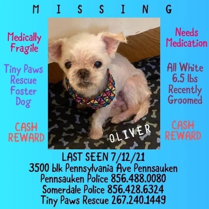 It’s been 104 days since our TINY, Oliver was taken from his foster to adopt home!  The reward for his safe return is now up to $1300 thanks to the generosity of a few of our volunteers! Oliver was reported to police to be last seen on the 3500 block of Pennsylvania Ave in Pennsauken, NJ. Oliver has medical issues that require constant and continued care from his vet. Please continue to share so we can get Oliver back and get him the care he needs!