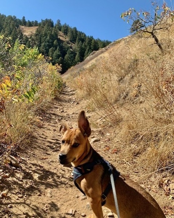 We just got another update from an adopter...take a look: I wanted to follow up and give an update on Ranger. He is doing awesome. He loves going on adventures and hikes.  He is so smart and learns so quickly. As you can see in the pictures below he’s my little model.  I’m so happy to call him mine.