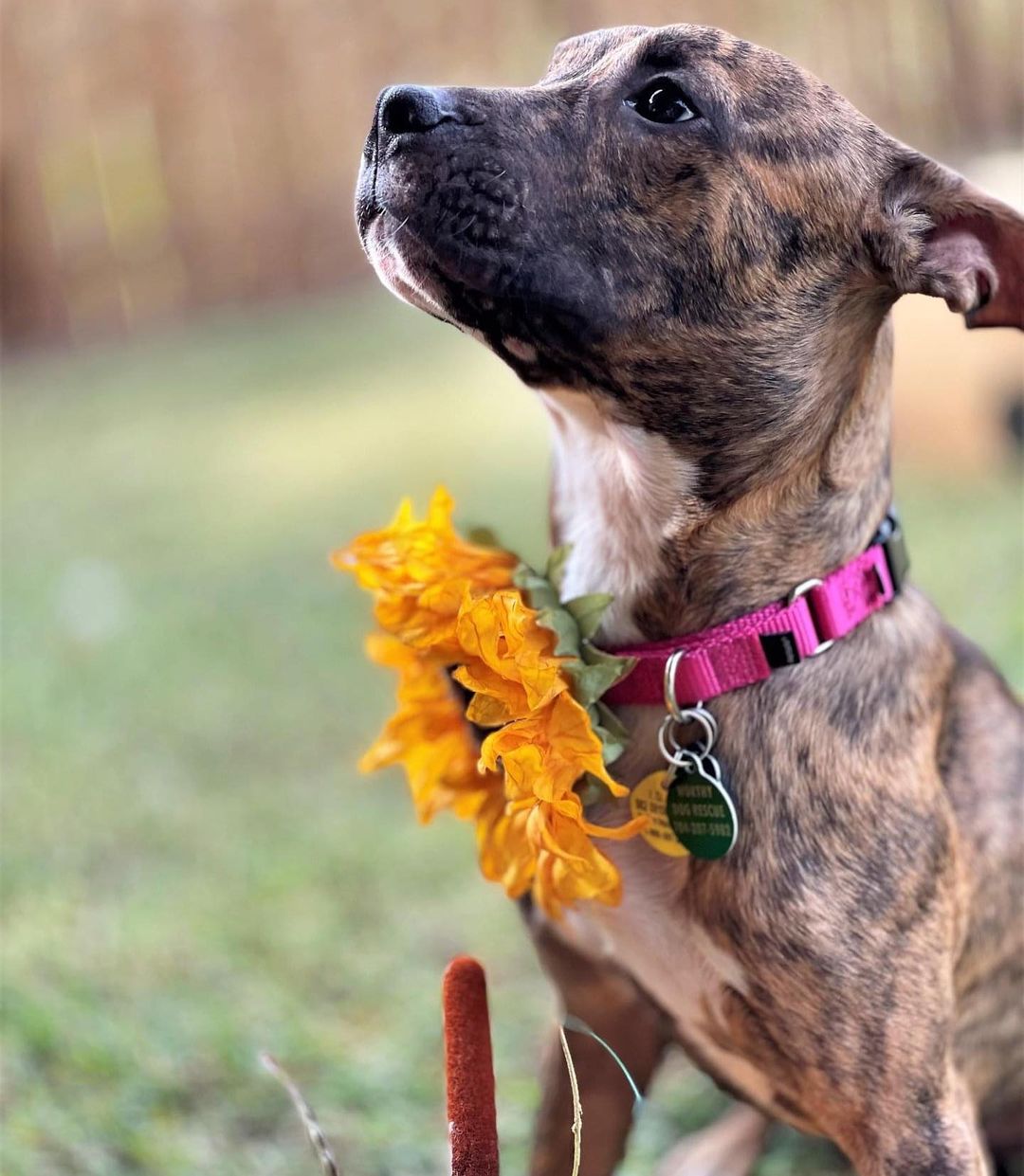 Meet Rory!!! This adorable little nugget with the gorgeous brindle coat just arrived over the weekend and is settling into her new foster home. She’s being fostered with WDR alum Jake and has lived with kitties too. She’s a very snuggly and affectionate pup who loves her humans but also enjoys the company of other animals. She loves to romp and play and would benefit from another established, confident dog in her new home.

Rory is still a young pup, around 8-9 months old, and is gaining more confidence every day with exposure to new things.  She has excellent house manners and is both housetrained and crate trained, is working on her leash skills, and is close to mastering the “sit” command.

Apply today on our website - link in bio. 

Breed: AmStaff/Bully mix
Age: 8 to 9 mos
Size: 35lbs
Other: Good with dogs, cats, kids