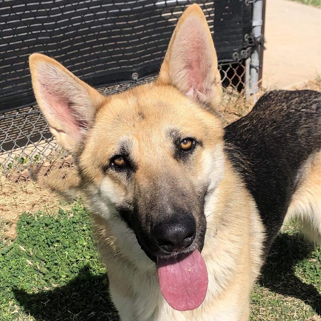 Conan is a 2 year old who has been with us since June. He really needs a furever home that does not have chickens! That's all he asks! He is good with other dogs and people. Has heartworms and is on slow kill medication. Help find this cute guy a new home!  www.gsdrescuectx.com/conan.html.  <a target='_blank' href='https://www.instagram.com/explore/tags/adoptdontshop/'>#adoptdontshop</a> <a target='_blank' href='https://www.instagram.com/explore/tags/germanshepherds/'>#germanshepherds</a> <a target='_blank' href='https://www.instagram.com/explore/tags/germanshepherdsofinstagram/'>#germanshepherdsofinstagram</a> <a target='_blank' href='https://www.instagram.com/explore/tags/germanshepherdsofaustin/'>#germanshepherdsofaustin</a> <a target='_blank' href='https://www.instagram.com/explore/tags/germanshepherdsofdallas/'>#germanshepherdsofdallas</a>. <a target='_blank' href='https://www.instagram.com/explore/tags/ilovegermanshepherdsandtheyloveme/'>#ilovegermanshepherdsandtheyloveme</a> <a target='_blank' href='https://www.instagram.com/explore/tags/ilovegermanshepherdsforever/'>#ilovegermanshepherdsforever</a> <a target='_blank' href='https://www.instagram.com/explore/tags/germansherperdlovers/'>#germansherperdlovers</a> <a target='_blank' href='https://www.instagram.com/explore/tags/fureverhome/'>#fureverhome</a> <a target='_blank' href='https://www.instagram.com/explore/tags/rescuedogsrule/'>#rescuedogsrule</a>❤️