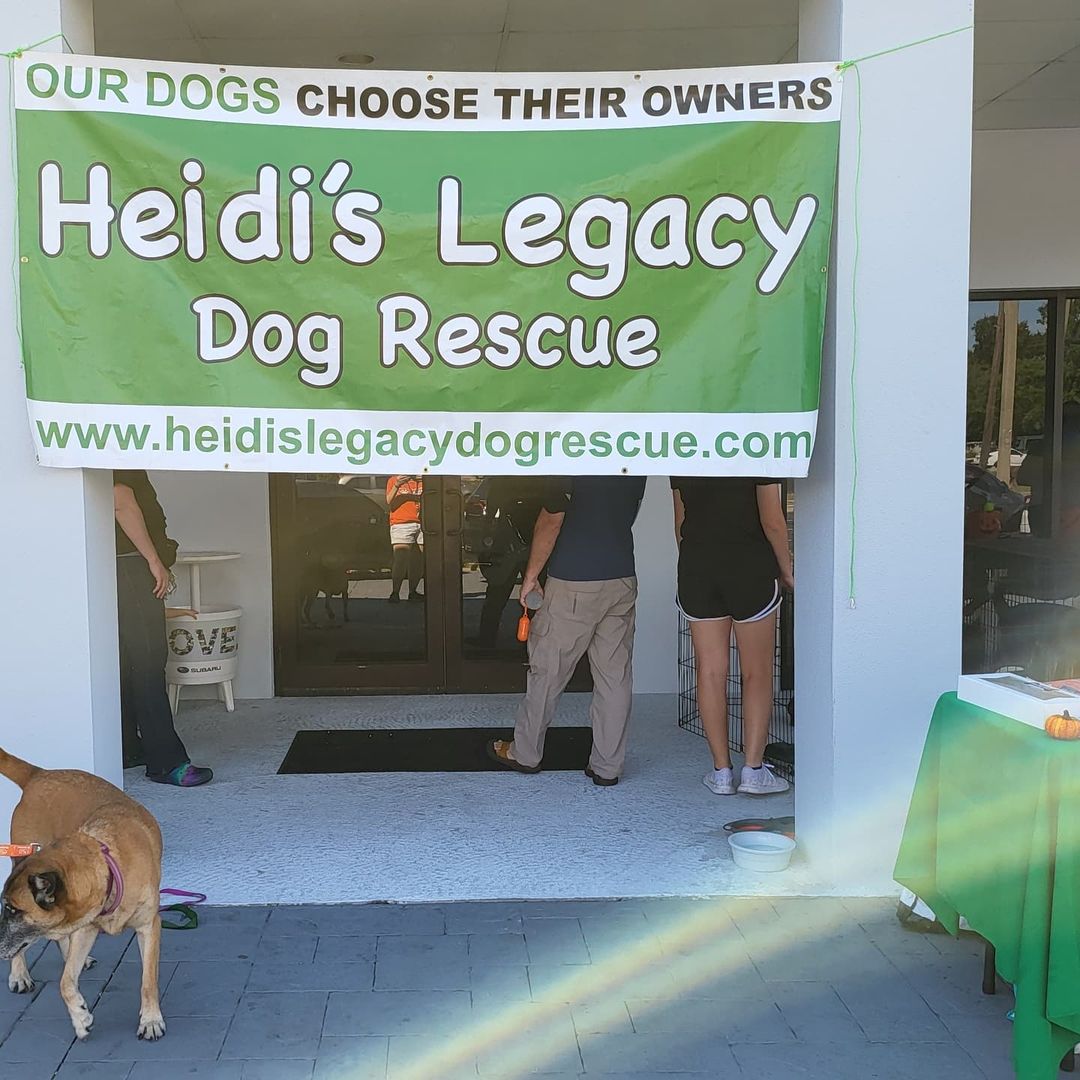 Thank you to everyone that came out today to see The all of the adoptables with Heidi's Legacy. Thank you to all the foster parents & volunteers for coming out to the event.  Looking forward to many more successful events.

Thank you @subaru_usa @subarusouthtampa for having us and supporting rescue dogs & cats.

Shout out to @urbantailzretreattampa
Thanks for all you do for the pups!!! 💜 🐶 

<a target='_blank' href='https://www.instagram.com/explore/tags/subaruLovesPets/'>#subaruLovesPets</a> <a target='_blank' href='https://www.instagram.com/explore/tags/subaru/'>#subaru</a> <a target='_blank' href='https://www.instagram.com/explore/tags/subaruadoptionevent/'>#subaruadoptionevent</a> <a target='_blank' href='https://www.instagram.com/explore/tags/fosteringsaveslives/'>#fosteringsaveslives</a>❤️🐶 <a target='_blank' href='https://www.instagram.com/explore/tags/fosteringisfun/'>#fosteringisfun</a> <a target='_blank' href='https://www.instagram.com/explore/tags/adoptionevent/'>#adoptionevent</a> <a target='_blank' href='https://www.instagram.com/explore/tags/adoptdontshop/'>#adoptdontshop</a> <a target='_blank' href='https://www.instagram.com/explore/tags/rescuedog/'>#rescuedog</a> <a target='_blank' href='https://www.instagram.com/explore/tags/rescuedogsofinstagram/'>#rescuedogsofinstagram</a> <a target='_blank' href='https://www.instagram.com/explore/tags/dogrescue/'>#dogrescue</a> <a target='_blank' href='https://www.instagram.com/explore/tags/rescuedismyfavoritebreed/'>#rescuedismyfavoritebreed</a> <a target='_blank' href='https://www.instagram.com/explore/tags/rescuelife/'>#rescuelife</a>