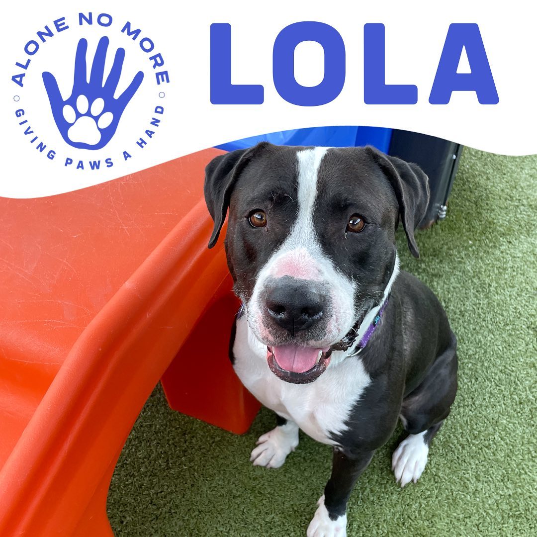 Little Miss Lola: 5yro lover of water and kiddos. (✅👧🧒)
Dislikes: fur kids (❌🐶🐱) 

She is waiting for her special family and is ready to meet YOU! 

Come meet her 7 days a week *by appointment only* - apply below or on our website (link in bio). 

<a target='_blank' href='https://www.instagram.com/explore/tags/adoptANM/'>#adoptANM</a> ⬇️
https://www.shelterluv.com/matchme/adopt/ANM/Dog