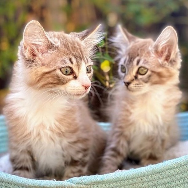 Good morning Bay Area - get your daily dose of sweet purrs and cuteness overload! ❤️ Mocha, Fudge, Paprika and Nutmeg are ready to meet their forever families 😻😻😻😻 

😻Paprika and 😻Nutmeg are two sweetest sisters who purr non-stop. They love belly rubs, people and each other deeply. 
👉https://angelsfurryfriends.org/paprika-and-nutmeg/

😻Fudge and 😻Mocha are curious and gentle brother and sister. Their  personalities are as beautiful as their rare fluffy chocolate hair.
👉https://angelsfurryfriends.org/fudge-and-mocha/

They are spayed/neutered, micro-chipped, vaccinated to age and litter-box trained, can be FIV/FeLV tested upon request. 

If you would like these kittens to become a part of your family please familiarize yourself with our Adoption Process https://angelsfurryfriends.org/adoption-process/
and fill out 🐾Adoption application🐾  to schedule meet and greet https://angelsfurryfriends.org/adoption-application-cats/

❤️THANK YOU!❤️ to all our supporter and contributors 
✅ Want to help more kittens to find their forever homes? Your contribution will make an impact, whether you donate $5 or $500: 
👉 https://angelsfurryfriends.org/donate/
👉PayPal: donations@angelsfurryfriends.org
🐾 Check our website for adoptable animals: https://angelsfurryfriends.org
✅ Apply to become a foster https://angelsfurryfriends.org/foster-application/
✅ Our furry friends will be super happy if you can contribute to our AMAZON wish list: https://www.amazon.com/hz/wishlist/ls/20Z238E5G16UH
✅ Find us on AMAZON SMILE
✅ Angel’s Furry Friends is a Non-Profit 501(3) organization. Your Donations are Tax deductible. Many employers will double your donation (check whether they have gift-matching program) 

<a target='_blank' href='https://www.instagram.com/explore/tags/adoptdontshop/'>#adoptdontshop</a> <a target='_blank' href='https://www.instagram.com/explore/tags/animalrescue/'>#animalrescue</a> <a target='_blank' href='https://www.instagram.com/explore/tags/animalhelp/'>#animalhelp</a> <a target='_blank' href='https://www.instagram.com/explore/tags/doglove/'>#doglove</a> <a target='_blank' href='https://www.instagram.com/explore/tags/catlove/'>#catlove</a> <a target='_blank' href='https://www.instagram.com/explore/tags/dogrescue/'>#dogrescue</a> <a target='_blank' href='https://www.instagram.com/explore/tags/catrescue/'>#catrescue</a> <a target='_blank' href='https://www.instagram.com/explore/tags/streetcats/'>#streetcats</a> <a target='_blank' href='https://www.instagram.com/explore/tags/angelsfurryfriends/'>#angelsfurryfriends</a> <a target='_blank' href='https://www.instagram.com/explore/tags/savealife/'>#savealife</a> <a target='_blank' href='https://www.instagram.com/explore/tags/bekind/'>#bekind</a> <a target='_blank' href='https://www.instagram.com/explore/tags/catsforadoption/'>#catsforadoption</a> <a target='_blank' href='https://www.instagram.com/explore/tags/dogsforadoption/'>#dogsforadoption</a> <a target='_blank' href='https://www.instagram.com/explore/tags/animalwelfare/'>#animalwelfare</a>  <a target='_blank' href='https://www.instagram.com/explore/tags/rescuecat/'>#rescuecat</a> <a target='_blank' href='https://www.instagram.com/explore/tags/rescuedismyfavoritebreed/'>#rescuedismyfavoritebreed</a> <a target='_blank' href='https://www.instagram.com/explore/tags/lifeanimalrescue/'>#lifeanimalrescue</a> <a target='_blank' href='https://www.instagram.com/explore/tags/animalrescuer/'>#animalrescuer</a> <a target='_blank' href='https://www.instagram.com/explore/tags/Mocha/'>#Mocha</a>  <a target='_blank' href='https://www.instagram.com/explore/tags/Fudge/'>#Fudge</a> <a target='_blank' href='https://www.instagram.com/explore/tags/Paprika/'>#Paprika</a> <a target='_blank' href='https://www.instagram.com/explore/tags/Nutmeg/'>#Nutmeg</a> <a target='_blank' href='https://www.instagram.com/explore/tags/kittensforadoption/'>#kittensforadoption</a> <a target='_blank' href='https://www.instagram.com/explore/tags/adoptme/'>#adoptme</a>