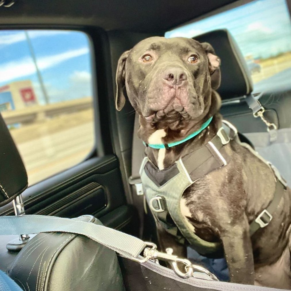 Here’s handsome Bruno riding home from the adoption event on Saturday wondering why nobody filled out an application for him. 
Bruno was dumped in a neighbourhood by somebody that left him one bowl of food to survive on. For two weeks residents tried to gain his trust so he would let them near him, but it was only once he was close to collapsing from exhaustion/dehydration that they were able to get a leash on him and take care of him. 
I have a soft spot for Bruno, he’s a good dog who had obviously been shown no love and understandably had major trust issues. Seeing how he has slowly learnt to trust people and realise that people don’t want to hurt him has been beautiful to see. 
The perfect adopter for Bruno will be somebody that does not have any other dogs but has experience of dealing with a dog like Bruno. He has sooo much love for his foster parents and gets so excited when they come to pick him up from adoption events, it’s clear he will be a devoted, loving companion for somebody who is willing to show him some love and treat him how he deserves to be treated. 
If you think this cloud be you, please send us a message or fill out an application by clicking the link in our bio. 💙💙💙

<a target='_blank' href='https://www.instagram.com/explore/tags/bruno/'>#bruno</a> <a target='_blank' href='https://www.instagram.com/explore/tags/adoptdontshop/'>#adoptdontshop</a> <a target='_blank' href='https://www.instagram.com/explore/tags/gooddog/'>#gooddog</a> <a target='_blank' href='https://www.instagram.com/explore/tags/pibblesofinstagram/'>#pibblesofinstagram</a> <a target='_blank' href='https://www.instagram.com/explore/tags/pitbullsofinstagram/'>#pitbullsofinstagram</a> <a target='_blank' href='https://www.instagram.com/explore/tags/rescuedogsofinstagram/'>#rescuedogsofinstagram</a> <a target='_blank' href='https://www.instagram.com/explore/tags/rescuedismyfavoritebreed/'>#rescuedismyfavoritebreed</a> <a target='_blank' href='https://www.instagram.com/explore/tags/pitbull/'>#pitbull</a> <a target='_blank' href='https://www.instagram.com/explore/tags/standupforpits/'>#standupforpits</a> <a target='_blank' href='https://www.instagram.com/explore/tags/dog/'>#dog</a> <a target='_blank' href='https://www.instagram.com/explore/tags/dogsofinstagram/'>#dogsofinstagram</a>