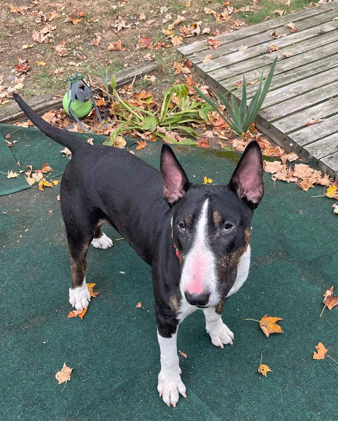 Everyone wish mr Teddy Cheeks good luck for his “procedure” tomorrow. This sweet 5 yr old man will be getting neutered making him available foster to adopt (along with a few more of our 55, 2021 intakes). <a target='_blank' href='https://www.instagram.com/explore/tags/winterintakesarecoming/'>#winterintakesarecoming</a> <a target='_blank' href='https://www.instagram.com/explore/tags/ittakesavillage/'>#ittakesavillage</a> <a target='_blank' href='https://www.instagram.com/explore/tags/bullterrierrescue/'>#bullterrierrescue</a> Please consider adopting and if you can’t adopt then foster. If you can’t foster then volunteer and if you can’t volunteer then spread our shared message of advocacy and be a voice for the voiceless. And if not that then your financial support will go a long way towards broadening the shoulders with which to carry these pups toward a better future❤️