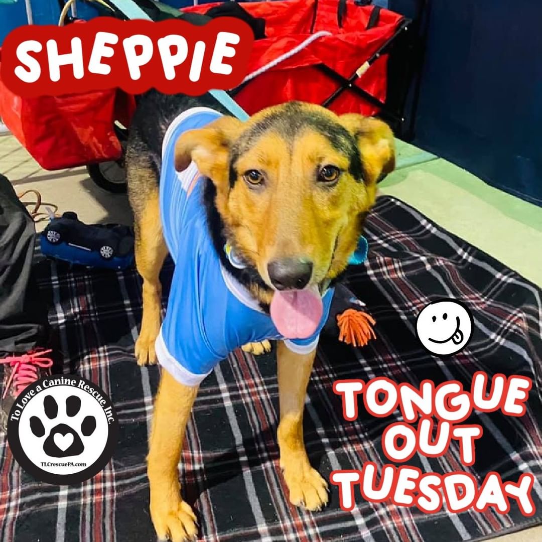 Happy Tongue out Tuesday! 👅

Sheppie is having some fun trying to make this rainy day more bright! 🐶🥰

We think it's working!!

Learn how to make Sheppie a part of your family:

www.tlcrescuepa.com/adopt
<a target='_blank' href='https://www.instagram.com/explore/tags/tongueouttuesdays/'>#tongueouttuesdays</a> <a target='_blank' href='https://www.instagram.com/explore/tags/adoptdontshop/'>#adoptdontshop</a> <a target='_blank' href='https://www.instagram.com/explore/tags/rescuedog/'>#rescuedog</a>