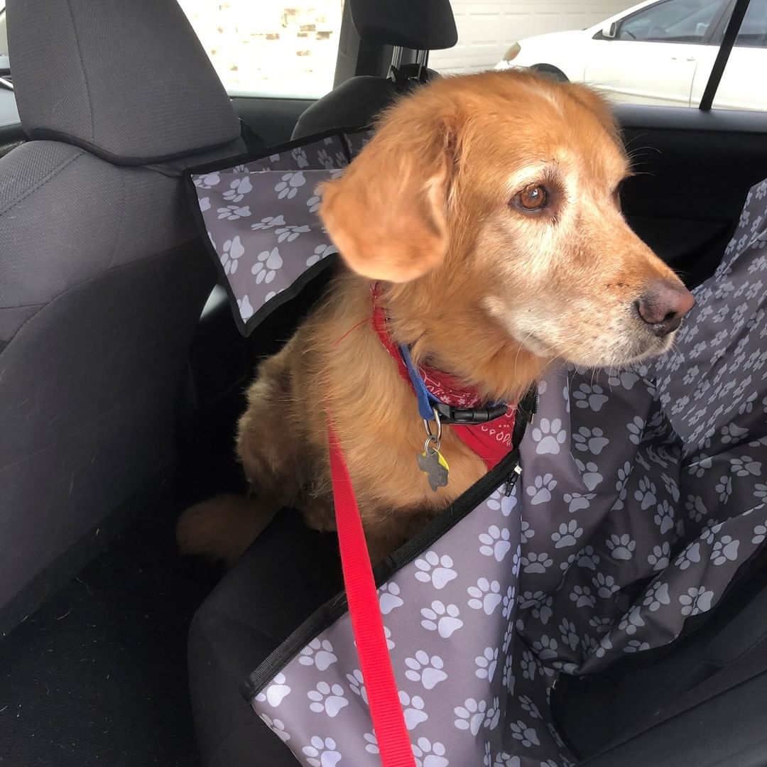 🐶 Goose got to visit his pals at @maziesmission1 for a quick bordetella vaccination. His foster mama got him a new seat cover, and he obviously decided it worked better as a blanket. 😆
<a target='_blank' href='https://www.instagram.com/explore/tags/dogsarelove/'>#dogsarelove</a> <a target='_blank' href='https://www.instagram.com/explore/tags/rescuinglove/'>#rescuinglove</a> <a target='_blank' href='https://www.instagram.com/explore/tags/adoptionpending/'>#adoptionpending</a> <a target='_blank' href='https://www.instagram.com/explore/tags/goldenretrievermix/'>#goldenretrievermix</a> <a target='_blank' href='https://www.instagram.com/explore/tags/goldenboy/'>#goldenboy</a> <a target='_blank' href='https://www.instagram.com/explore/tags/fosterpup/'>#fosterpup</a> <a target='_blank' href='https://www.instagram.com/explore/tags/rescuedog/'>#rescuedog</a>