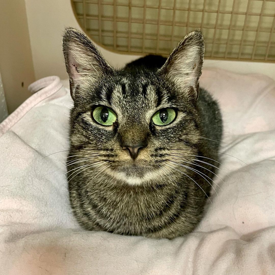 Friday, October 29th is National Cat Day!! We have so many kittens/cats of all ages and colors waiting for their forever families.  Maiden (female, 2 years old) is just one of the many who is waiting.  This petite gal is extremely sweet and loves to be held. She is currently hanging out in the kitty condos at the West OC Petco.  <a target='_blank' href='https://www.instagram.com/explore/tags/ocmd/'>#ocmd</a> <a target='_blank' href='https://www.instagram.com/explore/tags/oceancitymaryland/'>#oceancitymaryland</a> <a target='_blank' href='https://www.instagram.com/explore/tags/oceancitymd/'>#oceancitymd</a> <a target='_blank' href='https://www.instagram.com/explore/tags/worcestercountymd/'>#worcestercountymd</a> <a target='_blank' href='https://www.instagram.com/explore/tags/worcestercountyhumanesociety/'>#worcestercountyhumanesociety</a>