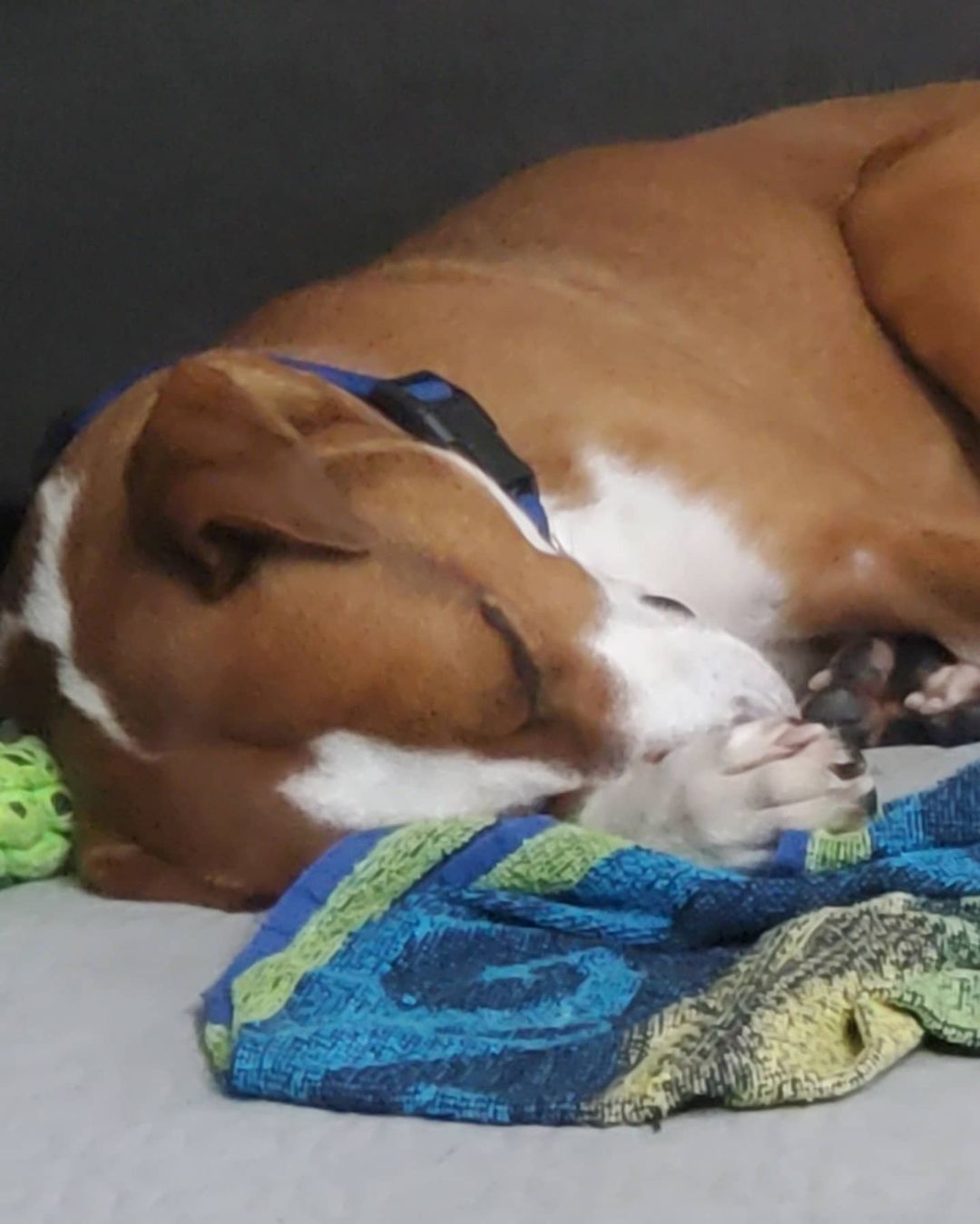 Jaxx is looking for a forever home where he'll receive lots of cuddles, good fun, and playtime. Learn more about him here: https://www.adoptapet.com/pet/32974713-worcester-massachusetts-boxer-mix

<a target='_blank' href='https://www.instagram.com/explore/tags/brokentailrescue/'>#brokentailrescue</a>