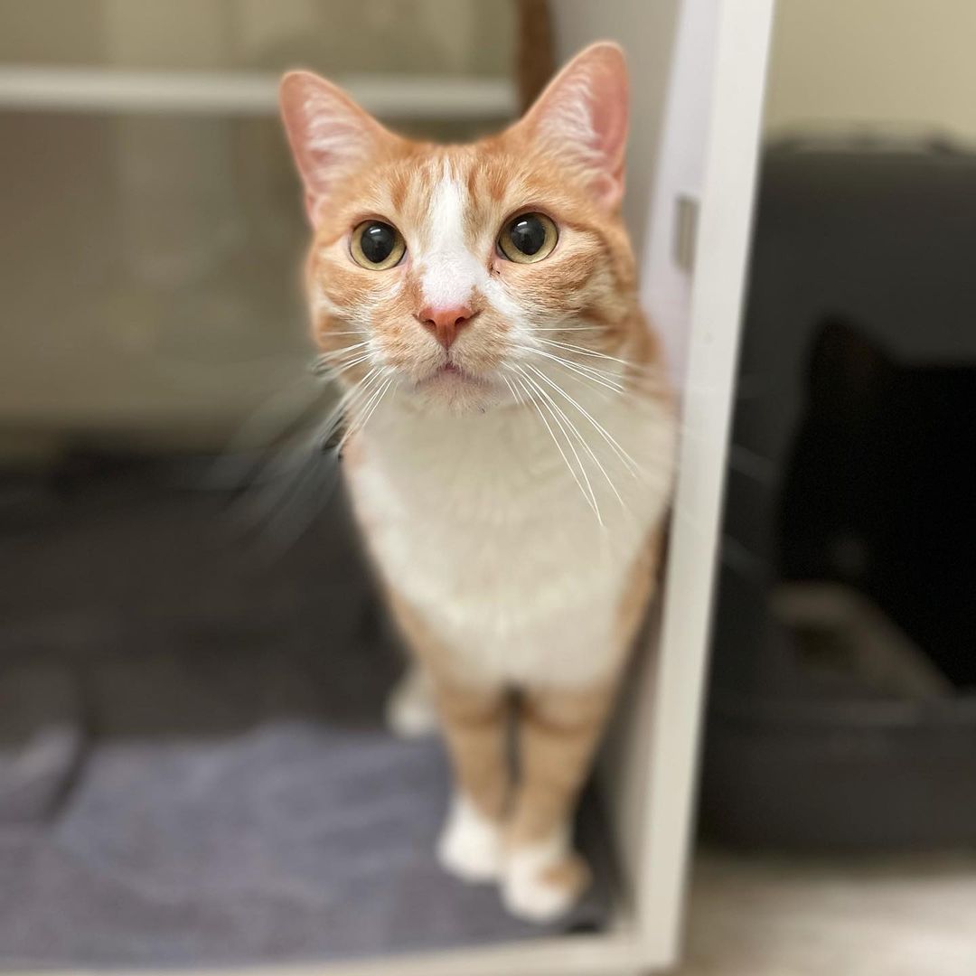 Happy Sunday from Karma, our sweet senior kitty who’s looking for her forever home!
<a target='_blank' href='https://www.instagram.com/explore/tags/adopt/'>#adopt</a> <a target='_blank' href='https://www.instagram.com/explore/tags/adoptkarma/'>#adoptkarma</a> <a target='_blank' href='https://www.instagram.com/explore/tags/adoptdontshop/'>#adoptdontshop</a> <a target='_blank' href='https://www.instagram.com/explore/tags/rescuecat/'>#rescuecat</a> <a target='_blank' href='https://www.instagram.com/explore/tags/cat/'>#cat</a> <a target='_blank' href='https://www.instagram.com/explore/tags/flowerspetalliance/'>#flowerspetalliance</a>