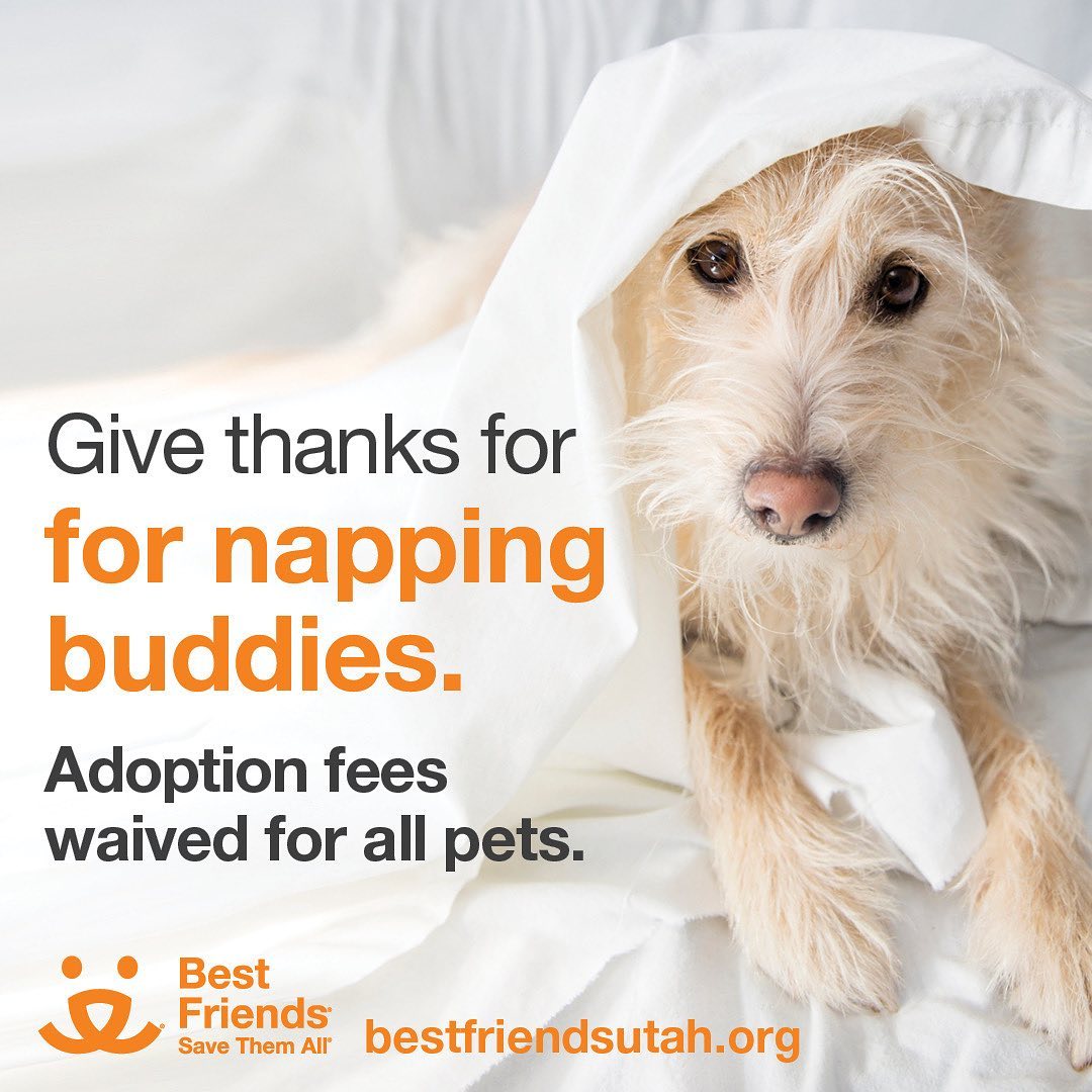 Save the date! 🧡 

This season, give thanks for napping buddies 🐶 and foot warmers 🐱 by adopting a pet from Best Friends Salt Lake City FEE WAIVED November 1-8!

Come see us at our Lifesaving Center or fill out an online adoption survey to take home a cuddly 🤗 dog, cat, or kitten for FREE. All surveys received between November 1 and 8 qualify for the promotion.

View all pets available and fill out surveys for adoption at utah.bestfriends.org/adopt by using the link in our bio. 

Visit us:
Best Friends Lifesaving Center Salt Lake City
2005 South 1100 East
Salt Lake City, Utah 84106

Hours:
Monday/Sunday 12-4pm
Tuesday through Saturday 12-6pm

The Best Friends Lifesaving Center in Salt Lake City does adoptions by appointment and at our center between 12-4pm Sunday and Monday and 12-6pm Tuesday through Saturday. If you are interested in adopting a specific pet, please complete our dog adoption survey or cat adoption survey to provide us information about your lifestyle and what you are looking for in a dog or cat. An adoption specialist will be in touch with you within 48 hours via phone or email to advise next steps. Thank you for your continued support of the animals in Utah. 

<a target='_blank' href='https://www.instagram.com/explore/tags/SaveThemAll/'>#SaveThemAll</a> <a target='_blank' href='https://www.instagram.com/explore/tags/BestFriendsAnimalSociety/'>#BestFriendsAnimalSociety</a> <a target='_blank' href='https://www.instagram.com/explore/tags/adoptdontshop/'>#adoptdontshop</a> <a target='_blank' href='https://www.instagram.com/explore/tags/Utah/'>#Utah</a> <a target='_blank' href='https://www.instagram.com/explore/tags/rescued/'>#rescued</a> <a target='_blank' href='https://www.instagram.com/explore/tags/SLC/'>#SLC</a> <a target='_blank' href='https://www.instagram.com/explore/tags/SaltLakeCity/'>#SaltLakeCity</a> <a target='_blank' href='https://www.instagram.com/explore/tags/BestFriendsUtah/'>#BestFriendsUtah</a> <a target='_blank' href='https://www.instagram.com/explore/tags/NKUT/'>#NKUT</a> <a target='_blank' href='https://www.instagram.com/explore/tags/BestFriendsSLC/'>#BestFriendsSLC</a> <a target='_blank' href='https://www.instagram.com/explore/tags/kittenadoption/'>#kittenadoption</a> <a target='_blank' href='https://www.instagram.com/explore/tags/dogadoption/'>#dogadoption</a> <a target='_blank' href='https://www.instagram.com/explore/tags/catadoption/'>#catadoption</a>