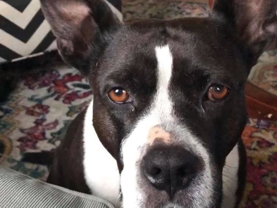 This is Lexi and she needs our help.. She has a blockage and is at the emergency bet right now.. We are hoping treatment her with fluids and time will be enough.. If not we will have to have surgery.. We have a $1200. Balance already.. Funds are a bit tight.. $5. Will help.. keep Lexi in your prayers and her Foster mom Taylor!!
BelllesBudsRescue.org