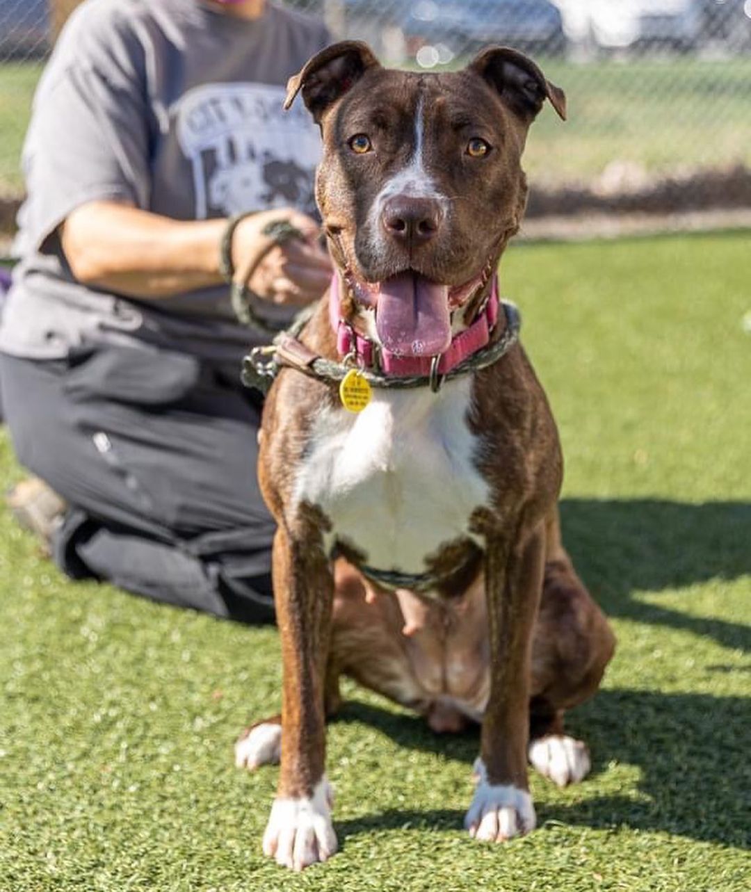 Nova is a charming little nugget! She is terribly sweet and seems so eager to please. She loves being in your lap, and soaking up affection and praise in any form! She has also shown that she can do okay spending time on her own and relaxing while in one of our staff offices, so we're hoping she'll be the best of both worlds once in a home! 

Volunteers report that Nova makes for an easy and cheerful companion once she's out and about. She might do some light begging for your lunch, but she'll be mostly polite and dainty about it. Plus, Nova has a VERY distinguished underbite, so what's not to love? She is around just a year old, and weighs 45 lbs.

Visit www.tinyurl.com/meetacitydog to set up a meet! We are sure Nova is quite ready to find a home of her own!
.
.
.
<a target='_blank' href='https://www.instagram.com/explore/tags/adoptdontshop/'>#adoptdontshop</a> <a target='_blank' href='https://www.instagram.com/explore/tags/adoptme/'>#adoptme</a> <a target='_blank' href='https://www.instagram.com/explore/tags/citydogscle/'>#citydogscle</a> <a target='_blank' href='https://www.instagram.com/explore/tags/cledogs/'>#cledogs</a> <a target='_blank' href='https://www.instagram.com/explore/tags/dogsofcle/'>#dogsofcle</a> <a target='_blank' href='https://www.instagram.com/explore/tags/rescuedog/'>#rescuedog</a>