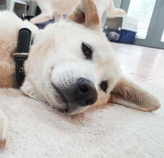 IN SEARCH OF FOREVER HOME 🏘️💕 
 
This sweet boy's name is Ben. He was rescued from a man who raised dogs to sell to the meat trade. We think the only appropriate way anyone should 