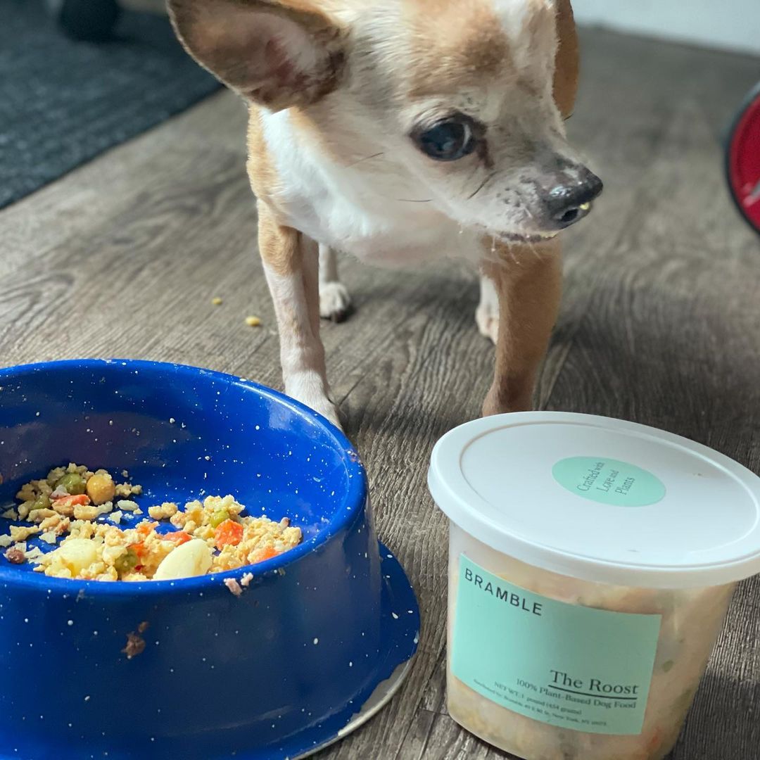 Why are Oreo and Millie so happy? We recently received a donation of @bramblepets food from our new friend @jordanspetcare and all of our dogs loved it! It’s all gone now, but we would love some more. As you may know, we do take in many dogs. Most are senior and/or special needs, and most come to us in very poor health. Millie is now fully recovered from her dramatic mass and eye removal, but has trouble keeping her weight on, and Oreo has cancer. Feeding all of our animals the very healthiest food certainly helps. If you’d like to donate some Bramble, our animals would love you for it. Oh, and Bramble is 100% plant-based, which is important to us for so many reasons. Thank you Jordan! ❤️🐾<a target='_blank' href='https://www.instagram.com/explore/tags/bekindtoanimals/'>#bekindtoanimals</a> <a target='_blank' href='https://www.instagram.com/explore/tags/bekindtoeverykind/'>#bekindtoeverykind</a> <a target='_blank' href='https://www.instagram.com/explore/tags/bramble/'>#bramble</a> <a target='_blank' href='https://www.instagram.com/explore/tags/vegan/'>#vegan</a> <a target='_blank' href='https://www.instagram.com/explore/tags/compassion/'>#compassion</a> <a target='_blank' href='https://www.instagram.com/explore/tags/kindness/'>#kindness</a> <a target='_blank' href='https://www.instagram.com/explore/tags/donate/'>#donate</a> <a target='_blank' href='https://www.instagram.com/explore/tags/rescue/'>#rescue</a> <a target='_blank' href='https://www.instagram.com/explore/tags/foster/'>#foster</a> <a target='_blank' href='https://www.instagram.com/explore/tags/halfwayhomeanimalrescueteam/'>#halfwayhomeanimalrescueteam</a> ❤️🐾<a target='_blank' href='https://www.instagram.com/explore/tags/vegandogfood/'>#vegandogfood</a> <a target='_blank' href='https://www.instagram.com/explore/tags/eatyourvegetables/'>#eatyourvegetables</a> <a target='_blank' href='https://www.instagram.com/explore/tags/rescuedogs/'>#rescuedogs</a> <a target='_blank' href='https://www.instagram.com/explore/tags/fosterdogs/'>#fosterdogs</a> <a target='_blank' href='https://www.instagram.com/explore/tags/fosterdogsofinstagram/'>#fosterdogsofinstagram</a> <a target='_blank' href='https://www.instagram.com/explore/tags/healthyfood/'>#healthyfood</a> <a target='_blank' href='https://www.instagram.com/explore/tags/healthy/'>#healthy</a> <a target='_blank' href='https://www.instagram.com/explore/tags/veganfood/'>#veganfood</a> <a target='_blank' href='https://www.instagram.com/explore/tags/poodle/'>#poodle</a> <a target='_blank' href='https://www.instagram.com/explore/tags/shihpoo/'>#shihpoo</a> <a target='_blank' href='https://www.instagram.com/explore/tags/chihuahua/'>#chihuahua</a> <a target='_blank' href='https://www.instagram.com/explore/tags/seniordogs/'>#seniordogs</a> <a target='_blank' href='https://www.instagram.com/explore/tags/hospicecare/'>#hospicecare</a> <a target='_blank' href='https://www.instagram.com/explore/tags/love/'>#love</a> <a target='_blank' href='https://www.instagram.com/explore/tags/happiness/'>#happiness</a>