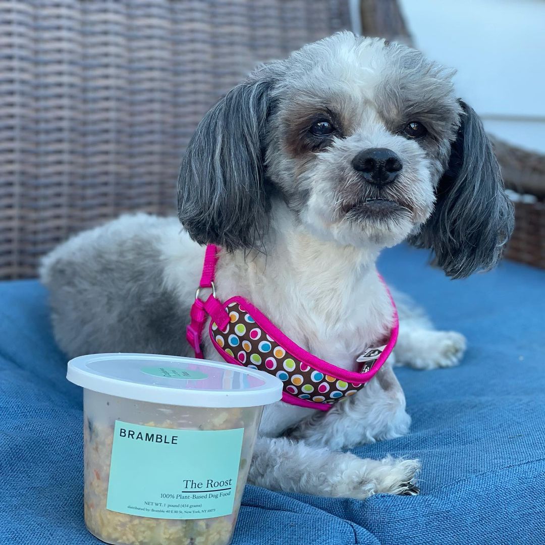 Why are Oreo and Millie so happy? We recently received a donation of @bramblepets food from our new friend @jordanspetcare and all of our dogs loved it! It’s all gone now, but we would love some more. As you may know, we do take in many dogs. Most are senior and/or special needs, and most come to us in very poor health. Millie is now fully recovered from her dramatic mass and eye removal, but has trouble keeping her weight on, and Oreo has cancer. Feeding all of our animals the very healthiest food certainly helps. If you’d like to donate some Bramble, our animals would love you for it. Oh, and Bramble is 100% plant-based, which is important to us for so many reasons. Thank you Jordan! ❤️🐾<a target='_blank' href='https://www.instagram.com/explore/tags/bekindtoanimals/'>#bekindtoanimals</a> <a target='_blank' href='https://www.instagram.com/explore/tags/bekindtoeverykind/'>#bekindtoeverykind</a> <a target='_blank' href='https://www.instagram.com/explore/tags/bramble/'>#bramble</a> <a target='_blank' href='https://www.instagram.com/explore/tags/vegan/'>#vegan</a> <a target='_blank' href='https://www.instagram.com/explore/tags/compassion/'>#compassion</a> <a target='_blank' href='https://www.instagram.com/explore/tags/kindness/'>#kindness</a> <a target='_blank' href='https://www.instagram.com/explore/tags/donate/'>#donate</a> <a target='_blank' href='https://www.instagram.com/explore/tags/rescue/'>#rescue</a> <a target='_blank' href='https://www.instagram.com/explore/tags/foster/'>#foster</a> <a target='_blank' href='https://www.instagram.com/explore/tags/halfwayhomeanimalrescueteam/'>#halfwayhomeanimalrescueteam</a> ❤️🐾<a target='_blank' href='https://www.instagram.com/explore/tags/vegandogfood/'>#vegandogfood</a> <a target='_blank' href='https://www.instagram.com/explore/tags/eatyourvegetables/'>#eatyourvegetables</a> <a target='_blank' href='https://www.instagram.com/explore/tags/rescuedogs/'>#rescuedogs</a> <a target='_blank' href='https://www.instagram.com/explore/tags/fosterdogs/'>#fosterdogs</a> <a target='_blank' href='https://www.instagram.com/explore/tags/fosterdogsofinstagram/'>#fosterdogsofinstagram</a> <a target='_blank' href='https://www.instagram.com/explore/tags/healthyfood/'>#healthyfood</a> <a target='_blank' href='https://www.instagram.com/explore/tags/healthy/'>#healthy</a> <a target='_blank' href='https://www.instagram.com/explore/tags/veganfood/'>#veganfood</a> <a target='_blank' href='https://www.instagram.com/explore/tags/poodle/'>#poodle</a> <a target='_blank' href='https://www.instagram.com/explore/tags/shihpoo/'>#shihpoo</a> <a target='_blank' href='https://www.instagram.com/explore/tags/chihuahua/'>#chihuahua</a> <a target='_blank' href='https://www.instagram.com/explore/tags/seniordogs/'>#seniordogs</a> <a target='_blank' href='https://www.instagram.com/explore/tags/hospicecare/'>#hospicecare</a> <a target='_blank' href='https://www.instagram.com/explore/tags/love/'>#love</a> <a target='_blank' href='https://www.instagram.com/explore/tags/happiness/'>#happiness</a>