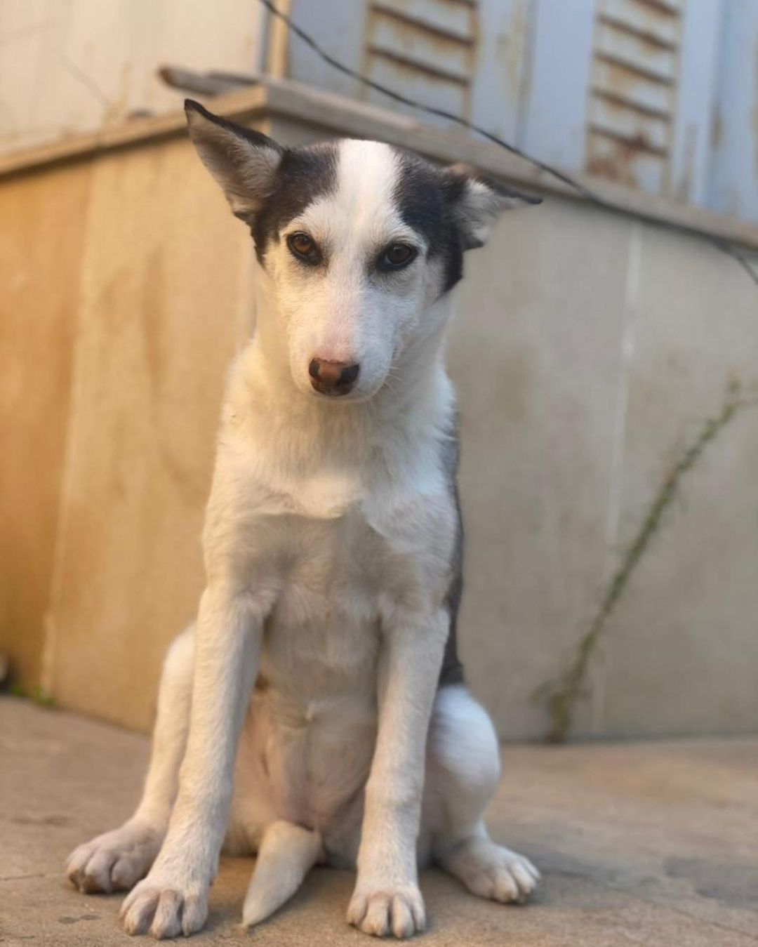 Rescues & fosters needed in Toronto 🇨🇦 🇨🇦🇨🇦

A flight passenger flying from Azerbaijan to Toronto on November 3, can take two dogs on board with her. Without a committed rescue, foster or adopter, they cannot fly. Over 15 dogs to choose from. Each one is dog, people & bear 🐻 friendly, vaccinated, spayed/neutered. Please reach out!