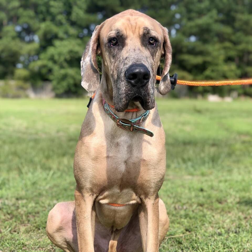 Say hello to Marlowe. Marlowe is your typical Great Dane, a gentle giant who has no concept of his size! He bonds quickly with his people but he is nervous around new people. He would do best in a home that understands his breed or has experience with timid dogs. His size allows him to skillfully and easily open doors on his own and his head is right at counter-top height!  He's made great strides in his foster home so with time and patience, his confidence should continue to increase. 

Marlowe is very connected to his people but he really enjoys playing with his Bloodhound foster-brother. They play hard followed by sleeping hard! He is crate trained and finds a lot of comfort in his crate as his safe space. He loves car rides and long walks. To meet Marlow, please fill out an adoption application online.