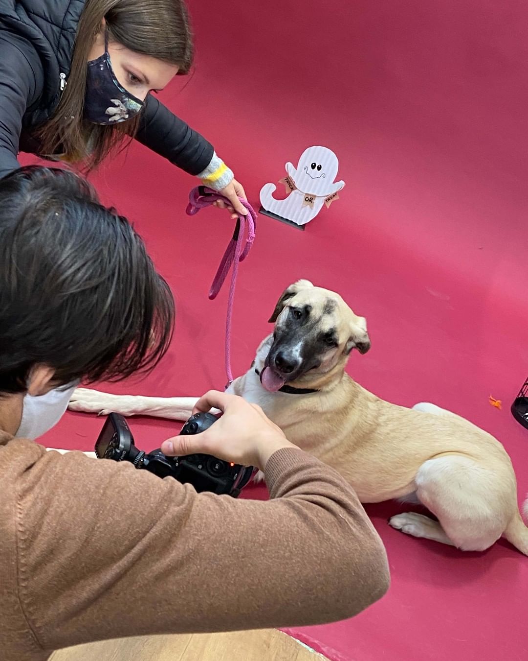 Wishing everyday was a doggy photoshoot day! 🥺

Check out some of the behind-the-scenes snaps from Saturday’s HOWL O’WEEN photoshoot fundraiser! A big thank you to everyone who came out to make this day a big success, to @renspets Liberty Village for hosting and to @capturenorthstudios for volunteering to be our awesome photographer.
.
.
.
.
.
.
<a target='_blank' href='https://www.instagram.com/explore/tags/DogHalloween/'>#DogHalloween</a> <a target='_blank' href='https://www.instagram.com/explore/tags/HalloweenDogCostumes/'>#HalloweenDogCostumes</a> <a target='_blank' href='https://www.instagram.com/explore/tags/HalloweenForDogs/'>#HalloweenForDogs</a> <a target='_blank' href='https://www.instagram.com/explore/tags/DogRescue/'>#DogRescue</a> <a target='_blank' href='https://www.instagram.com/explore/tags/Fundraiser/'>#Fundraiser</a> <a target='_blank' href='https://www.instagram.com/explore/tags/TorontoEvents/'>#TorontoEvents</a> <a target='_blank' href='https://www.instagram.com/explore/tags/TorontoDogMoms/'>#TorontoDogMoms</a> <a target='_blank' href='https://www.instagram.com/explore/tags/TorontoDogDads/'>#TorontoDogDads</a> <a target='_blank' href='https://www.instagram.com/explore/tags/TorontoDogs/'>#TorontoDogs</a> <a target='_blank' href='https://www.instagram.com/explore/tags/DogsInThe6ix/'>#DogsInThe6ix</a> <a target='_blank' href='https://www.instagram.com/explore/tags/StrayToPlay/'>#StrayToPlay</a> <a target='_blank' href='https://www.instagram.com/explore/tags/DogCostumes/'>#DogCostumes</a> <a target='_blank' href='https://www.instagram.com/explore/tags/DogPhotoshoot/'>#DogPhotoshoot</a>