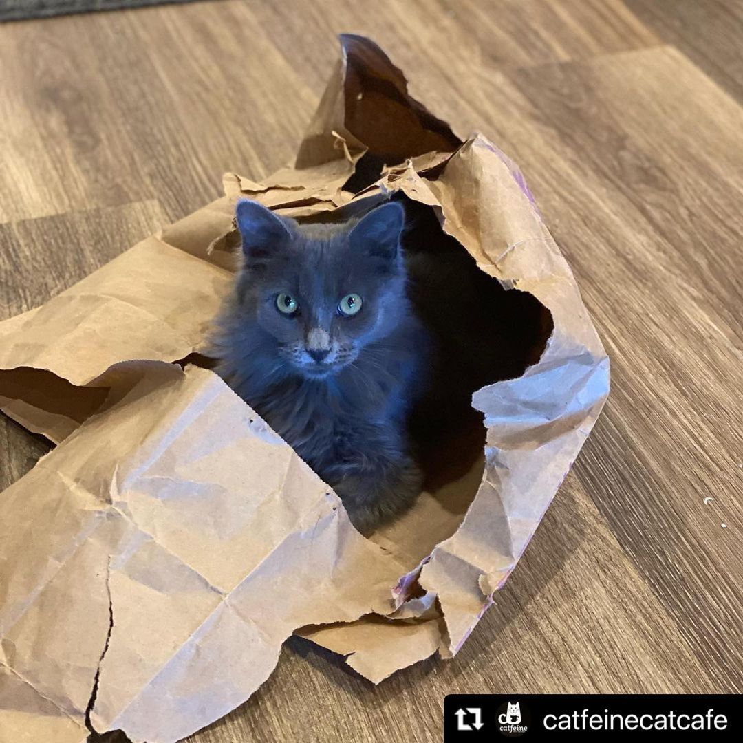 That paper sack didn’t stand a chance!!

Fluffy Drax may possibly be the goofiest and most snugglerrific kitty around. 
This sweet little werewolf is waiting to meet you at Catfeine Cat Cafe
Fully vetted and ready for a home of his own

Adoption application link in Bio