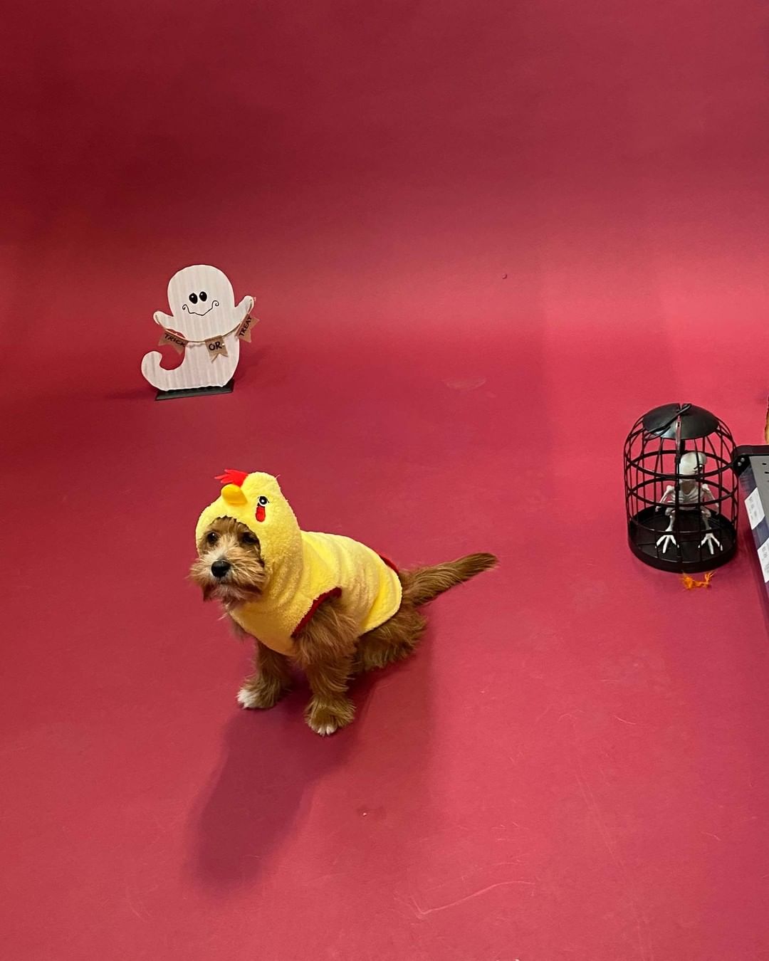 Wishing everyday was a doggy photoshoot day! 🥺

Check out some of the behind-the-scenes snaps from Saturday’s HOWL O’WEEN photoshoot fundraiser! A big thank you to everyone who came out to make this day a big success, to @renspets Liberty Village for hosting and to @capturenorthstudios for volunteering to be our awesome photographer.
.
.
.
.
.
.
<a target='_blank' href='https://www.instagram.com/explore/tags/DogHalloween/'>#DogHalloween</a> <a target='_blank' href='https://www.instagram.com/explore/tags/HalloweenDogCostumes/'>#HalloweenDogCostumes</a> <a target='_blank' href='https://www.instagram.com/explore/tags/HalloweenForDogs/'>#HalloweenForDogs</a> <a target='_blank' href='https://www.instagram.com/explore/tags/DogRescue/'>#DogRescue</a> <a target='_blank' href='https://www.instagram.com/explore/tags/Fundraiser/'>#Fundraiser</a> <a target='_blank' href='https://www.instagram.com/explore/tags/TorontoEvents/'>#TorontoEvents</a> <a target='_blank' href='https://www.instagram.com/explore/tags/TorontoDogMoms/'>#TorontoDogMoms</a> <a target='_blank' href='https://www.instagram.com/explore/tags/TorontoDogDads/'>#TorontoDogDads</a> <a target='_blank' href='https://www.instagram.com/explore/tags/TorontoDogs/'>#TorontoDogs</a> <a target='_blank' href='https://www.instagram.com/explore/tags/DogsInThe6ix/'>#DogsInThe6ix</a> <a target='_blank' href='https://www.instagram.com/explore/tags/StrayToPlay/'>#StrayToPlay</a> <a target='_blank' href='https://www.instagram.com/explore/tags/DogCostumes/'>#DogCostumes</a> <a target='_blank' href='https://www.instagram.com/explore/tags/DogPhotoshoot/'>#DogPhotoshoot</a>