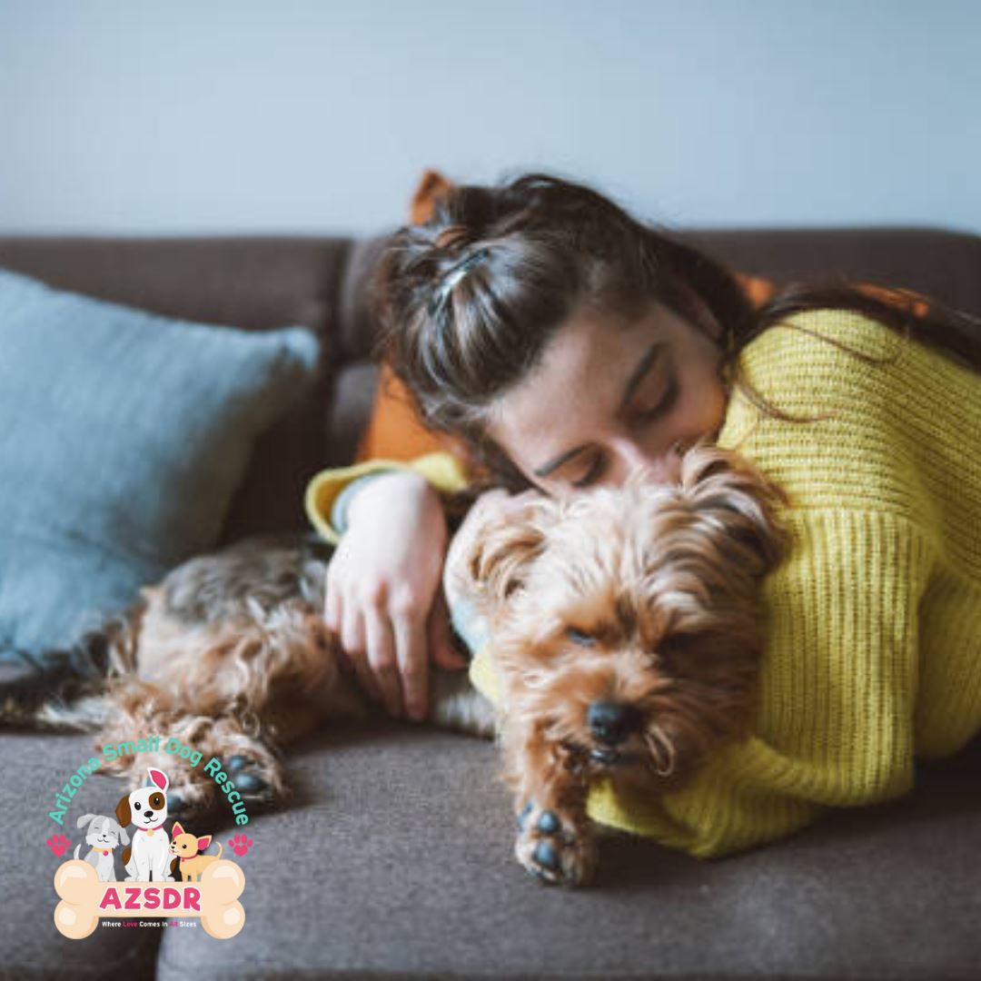 Just a girl and her dog! 😍🐶

Find your best friend, roommate, and cuddle buddy today!
https://azsmalldog.org/adopt/