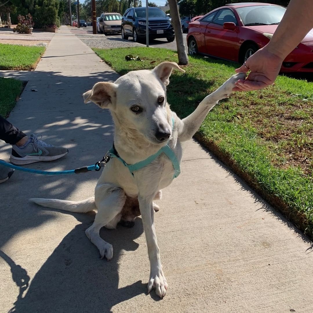 **COURTESY POST** 

Lucas is 2-3yrs old and approximately 29 lbs. He is a very sweet boy who is now looking for his forever home. He was found wandering the streets of Long Beach and when the owner was not found he ended up at the shelter. A good samaritan went and saved him when his stray hold was up and she is now hoping to find his forever home. 
 
Even though this is a courtesy post an application must be filled out if you would like to meet him through the link in our bio or at muttsinneed.org/adoption-application.html
.
.
.
.
.
<a target='_blank' href='https://www.instagram.com/explore/tags/muttsinneed/'>#muttsinneed</a> <a target='_blank' href='https://www.instagram.com/explore/tags/adoptdontshop/'>#adoptdontshop</a> <a target='_blank' href='https://www.instagram.com/explore/tags/muttsofinstagram/'>#muttsofinstagram</a> <a target='_blank' href='https://www.instagram.com/explore/tags/dogsoforangecounty/'>#dogsoforangecounty</a> <a target='_blank' href='https://www.instagram.com/explore/tags/dogsofnewportbeach/'>#dogsofnewportbeach</a> <a target='_blank' href='https://www.instagram.com/explore/tags/orangecountyca/'>#orangecountyca</a> <a target='_blank' href='https://www.instagram.com/explore/tags/newportbeach/'>#newportbeach</a> <a target='_blank' href='https://www.instagram.com/explore/tags/dogs/'>#dogs</a> <a target='_blank' href='https://www.instagram.com/explore/tags/dogsofcalifornia/'>#dogsofcalifornia</a> <a target='_blank' href='https://www.instagram.com/explore/tags/adoptme/'>#adoptme</a> <a target='_blank' href='https://www.instagram.com/explore/tags/adoptabledog/'>#adoptabledog</a> <a target='_blank' href='https://www.instagram.com/explore/tags/adoptableoc/'>#adoptableoc</a> <a target='_blank' href='https://www.instagram.com/explore/tags/fureverhome/'>#fureverhome</a> <a target='_blank' href='https://www.instagram.com/explore/tags/labsofig/'>#labsofig</a> <a target='_blank' href='https://www.instagram.com/explore/tags/labsofinstagram/'>#labsofinstagram</a>