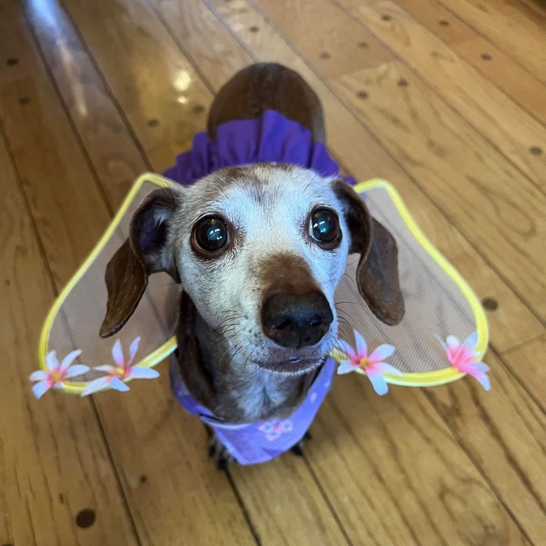 🧚Tinkerbell 🧚 Such a beautiful angel!
<a target='_blank' href='https://www.instagram.com/explore/tags/seniordachshund/'>#seniordachshund</a> <a target='_blank' href='https://www.instagram.com/explore/tags/seniordogs/'>#seniordogs</a> <a target='_blank' href='https://www.instagram.com/explore/tags/dachshunfsofinstagram/'>#dachshunfsofinstagram</a> <a target='_blank' href='https://www.instagram.com/explore/tags/doxiesofinstagram/'>#doxiesofinstagram</a> <a target='_blank' href='https://www.instagram.com/explore/tags/dachshund/'>#dachshund</a> <a target='_blank' href='https://www.instagram.com/explore/tags/doxie/'>#doxie</a> <a target='_blank' href='https://www.instagram.com/explore/tags/happyhalloween/'>#happyhalloween</a> <a target='_blank' href='https://www.instagram.com/explore/tags/halloweenie/'>#halloweenie</a> <a target='_blank' href='https://www.instagram.com/explore/tags/diabeticdog/'>#diabeticdog</a> <a target='_blank' href='https://www.instagram.com/explore/tags/weenie/'>#weenie</a> <a target='_blank' href='https://www.instagram.com/explore/tags/rescuedogsofinstagram/'>#rescuedogsofinstagram</a> <a target='_blank' href='https://www.instagram.com/explore/tags/seniordogsofinstagram/'>#seniordogsofinstagram</a> <a target='_blank' href='https://www.instagram.com/explore/tags/adoptdontshop/'>#adoptdontshop</a> <a target='_blank' href='https://www.instagram.com/explore/tags/adopt/'>#adopt</a> <a target='_blank' href='https://www.instagram.com/explore/tags/angel/'>#angel</a> <a target='_blank' href='https://www.instagram.com/explore/tags/lovedogs/'>#lovedogs</a>