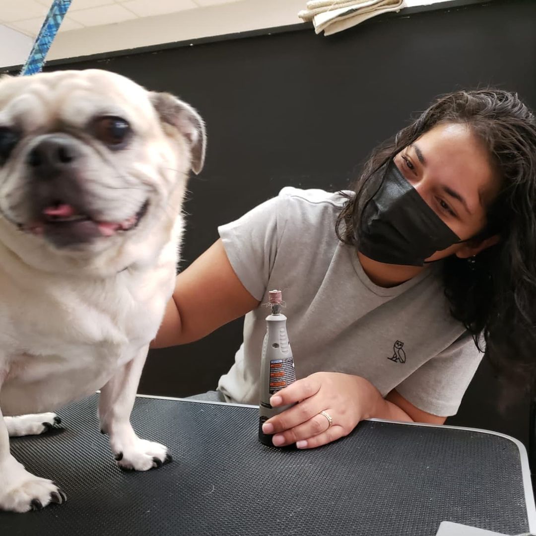 @jerseythepug happy to get her nails done. 💅 

<a target='_blank' href='https://www.instagram.com/explore/tags/pugs/'>#pugs</a> <a target='_blank' href='https://www.instagram.com/explore/tags/pugsofinstagram/'>#pugsofinstagram</a> <a target='_blank' href='https://www.instagram.com/explore/tags/nailtrim/'>#nailtrim</a> <a target='_blank' href='https://www.instagram.com/explore/tags/torontogrooming/'>#torontogrooming</a> <a target='_blank' href='https://www.instagram.com/explore/tags/torontodogs/'>#torontodogs</a> <a target='_blank' href='https://www.instagram.com/explore/tags/lovedogs/'>#lovedogs</a> <a target='_blank' href='https://www.instagram.com/explore/tags/thedoggos/'>#thedoggos</a>
