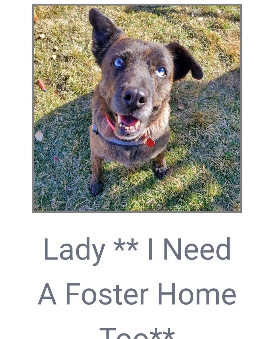 Fosters needed!

We have 10 dogs currently in boarding, and we would love to get them into foster or forever homes.

Fostering let’s our dogs adjust, and allows their personalities to blossom. We learn so much more about them when they get to live in foster homes. 

If you foster, all supplies are provided, crate, leash, collar, etc. 

Check out the 10 dogs currently in boarding and let us know if you’re available to help! 

Our longest boarding residents are Luki, Bolt and Millie who have been in boarding for 2 months. These loving, amazing dogs deserve life in a home, can you help them?