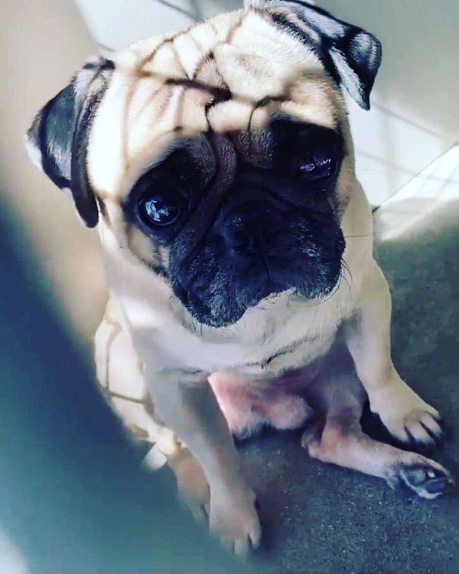 Help a <a target='_blank' href='https://www.instagram.com/explore/tags/pug/'>#pug</a> out!! Literally! This boy is in deadly SBC. He has some eye issues. We want to get him out TODAY but we need your help!!

Could you pledge towards his care? $5, $10- any amount? PLEEAASSEE?? 🙏🏼🙏🏼🙏🏼 ♥️♥️♥️ <a target='_blank' href='https://www.instagram.com/explore/tags/pugsofinstagram/'>#pugsofinstagram</a> <a target='_blank' href='https://www.instagram.com/explore/tags/rescuedogsofinstagram/'>#rescuedogsofinstagram</a> <a target='_blank' href='https://www.instagram.com/explore/tags/pugs/'>#pugs</a> <a target='_blank' href='https://www.instagram.com/explore/tags/ppits/'>#ppits</a>