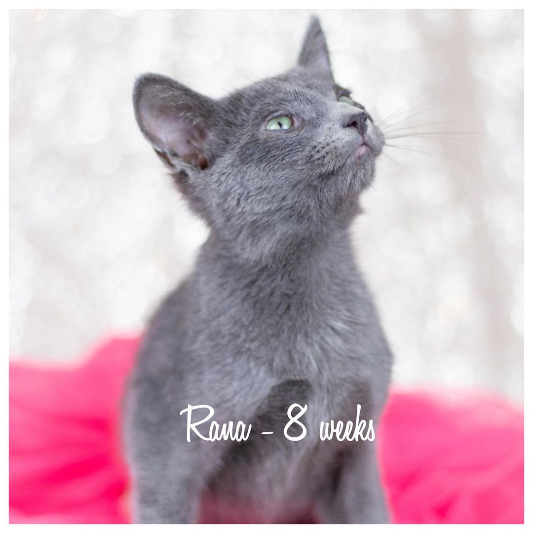 We have several cats and kittens available for adoption. If you see someone you are interested in, please fill out an adoption application! Link in bio.