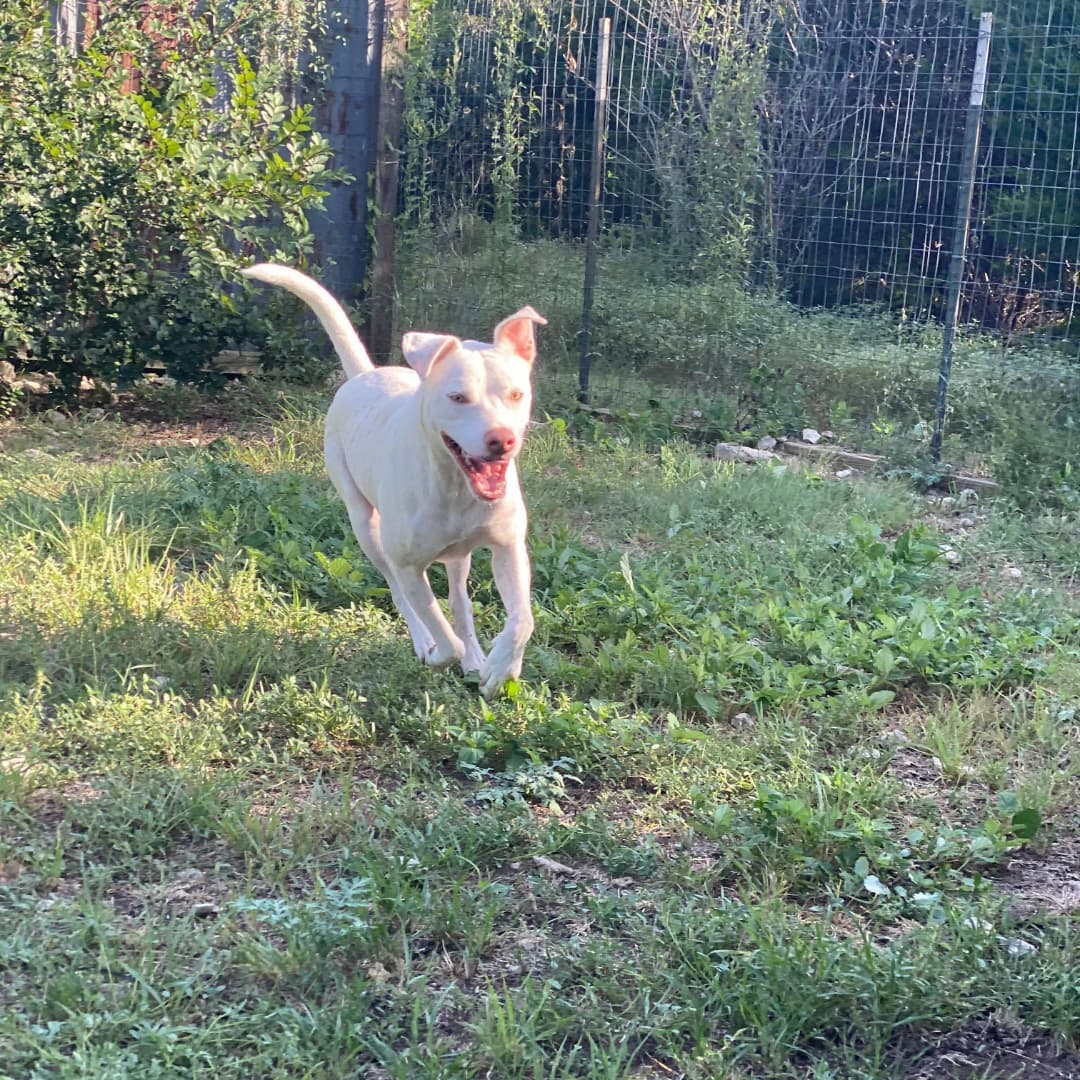 🧡🧡 ~Do you want to build a pumpkin-mannnnnnn~~??? Too much of a stretch? Oh well, Olaf is happy to build anything with you, regardless!
.
Olaf is a 3 year old Retriever Mix. He is a very playful boy who exhibits quite a few puppy tendencies - this just means he’s still as lively and full of fun as a pup! Olaf gets along beautifully with other dogs and loves making friends. He is a big fan of his treats and enjoys play time too! He is also a massive love bug and has so much affection to offer. Olaf would make a great dog for a moderately active family who is looking to add some fun and cuddles to their home!
.
Olaf is located at Killeen Kennel in Killeen, Texas.
➡️➡️ Are you interested in this sweet boy?! If so, fill out an application using the link in our bio. ⬅️⬅️
.
Please SHARE this post in order to help Olaf find his forever family, or better yet - to help them find him!
.
<a target='_blank' href='https://www.instagram.com/explore/tags/killeen/'>#killeen</a> <a target='_blank' href='https://www.instagram.com/explore/tags/killeentx/'>#killeentx</a> <a target='_blank' href='https://www.instagram.com/explore/tags/killeentexas/'>#killeentexas</a> <a target='_blank' href='https://www.instagram.com/explore/tags/texas/'>#texas</a> <a target='_blank' href='https://www.instagram.com/explore/tags/texasdogs/'>#texasdogs</a> <a target='_blank' href='https://www.instagram.com/explore/tags/dogsoftexas/'>#dogsoftexas</a> <a target='_blank' href='https://www.instagram.com/explore/tags/rescues/'>#rescues</a> <a target='_blank' href='https://www.instagram.com/explore/tags/rescue/'>#rescue</a> <a target='_blank' href='https://www.instagram.com/explore/tags/rescuelove/'>#rescuelove</a> <a target='_blank' href='https://www.instagram.com/explore/tags/rescuedog/'>#rescuedog</a> <a target='_blank' href='https://www.instagram.com/explore/tags/rescuedogs/'>#rescuedogs</a> <a target='_blank' href='https://www.instagram.com/explore/tags/dogs/'>#dogs</a> <a target='_blank' href='https://www.instagram.com/explore/tags/pups/'>#pups</a> <a target='_blank' href='https://www.instagram.com/explore/tags/olaf/'>#olaf</a> <a target='_blank' href='https://www.instagram.com/explore/tags/disney/'>#disney</a> <a target='_blank' href='https://www.instagram.com/explore/tags/frozen/'>#frozen</a> <a target='_blank' href='https://www.instagram.com/explore/tags/elsa/'>#elsa</a> <a target='_blank' href='https://www.instagram.com/explore/tags/DisneyFrozen/'>#DisneyFrozen</a> <a target='_blank' href='https://www.instagram.com/explore/tags/whitedog/'>#whitedog</a> <a target='_blank' href='https://www.instagram.com/explore/tags/retriever/'>#retriever</a> <a target='_blank' href='https://www.instagram.com/explore/tags/retrievermix/'>#retrievermix</a> <a target='_blank' href='https://www.instagram.com/explore/tags/rescueme/'>#rescueme</a> <a target='_blank' href='https://www.instagram.com/explore/tags/doglover/'>#doglover</a> <a target='_blank' href='https://www.instagram.com/explore/tags/rescueismyfavoritebreed/'>#rescueismyfavoritebreed</a> <a target='_blank' href='https://www.instagram.com/explore/tags/rescueanimals/'>#rescueanimals</a> <a target='_blank' href='https://www.instagram.com/explore/tags/spookyseason/'>#spookyseason</a>  <a target='_blank' href='https://www.instagram.com/explore/tags/adoptabledogsofinstagram/'>#adoptabledogsofinstagram</a>