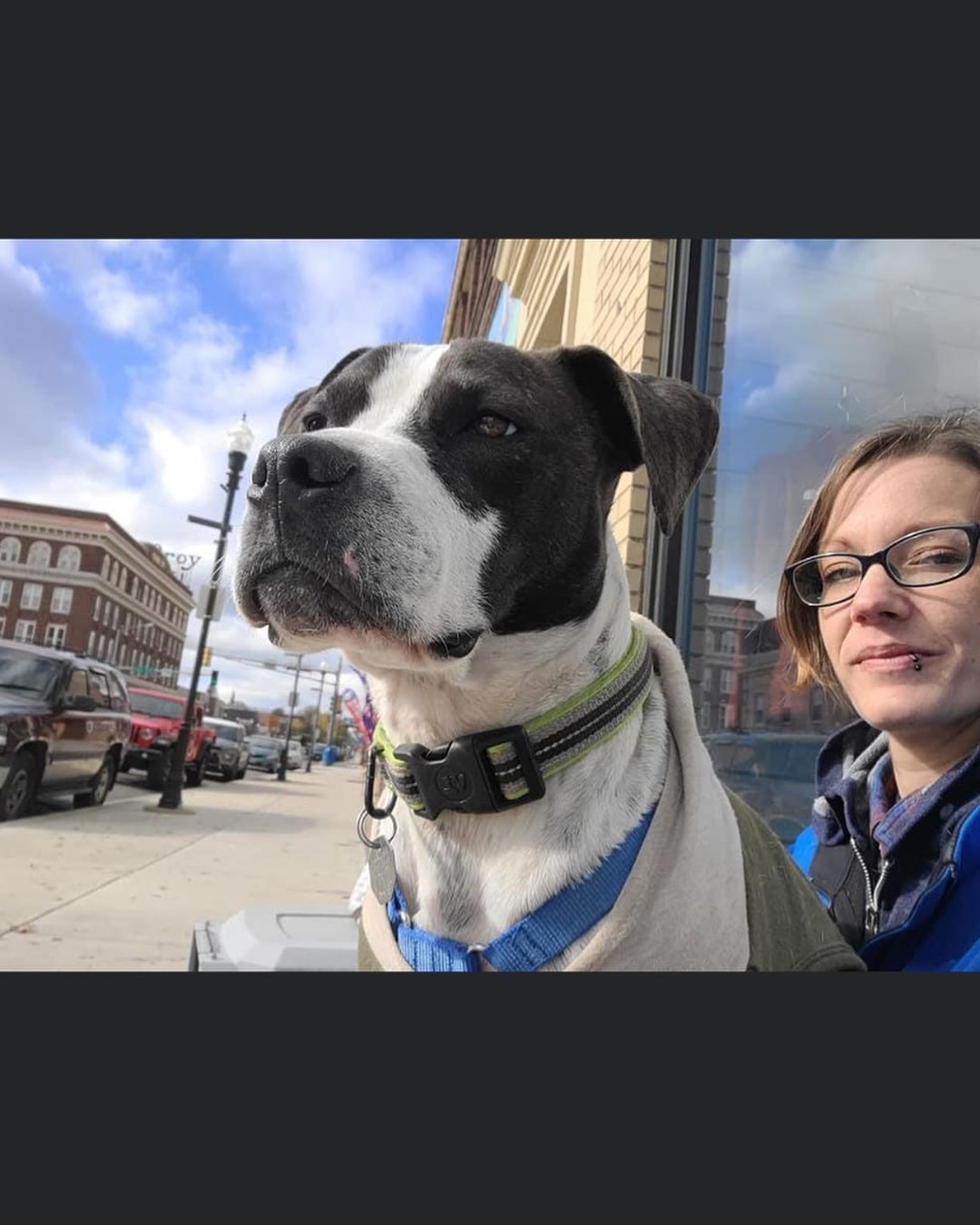 Customer Appreciation Day @bendersshoes on Saturday with Buster & Missy! ❤️
.
.
.
<a target='_blank' href='https://www.instagram.com/explore/tags/RangeRescue/'>#RangeRescue</a> <a target='_blank' href='https://www.instagram.com/explore/tags/pitbullsofinstagram/'>#pitbullsofinstagram</a> <a target='_blank' href='https://www.instagram.com/explore/tags/jackrussell/'>#jackrussell</a>