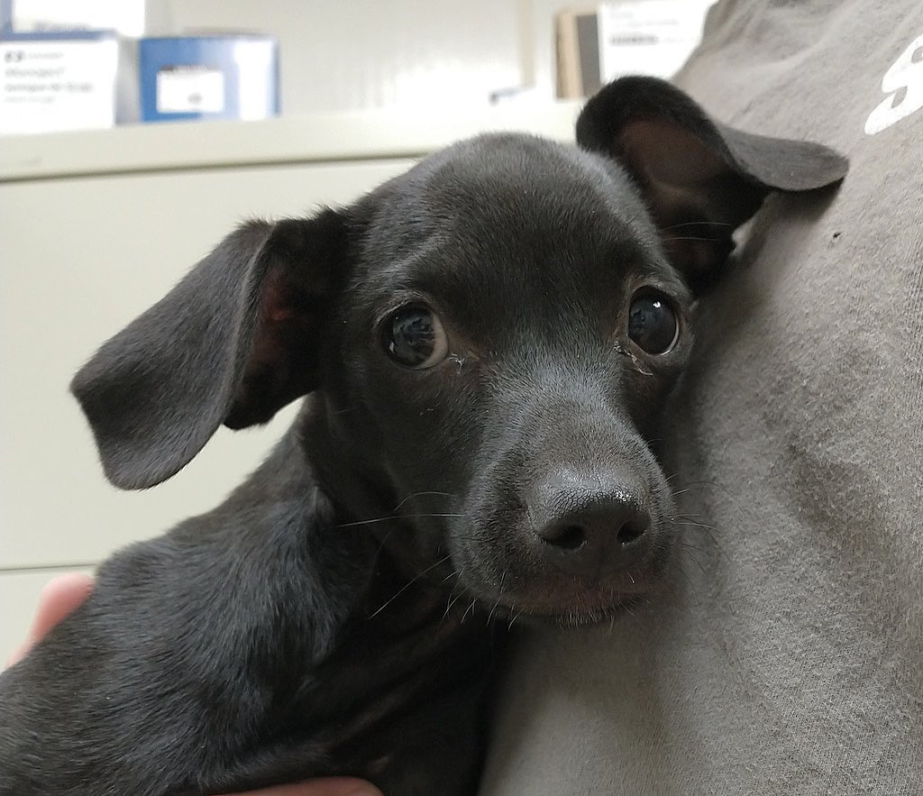 We have TWO of these adorable <a target='_blank' href='https://www.instagram.com/explore/tags/puppies/'>#puppies</a>!
This is SIERRA- Timbers sister❤️. Six pounds of CUTENESS waiting for her <a target='_blank' href='https://www.instagram.com/explore/tags/fureverhome/'>#fureverhome</a>
Come meet them both- 

Hours Open to the Public
Mondays CLOSED
Tuesday - Sunday
10 a.m. -12 p.m.
(12 -1 p.m. CLOSED for lunch)
1-4:45 p.m.