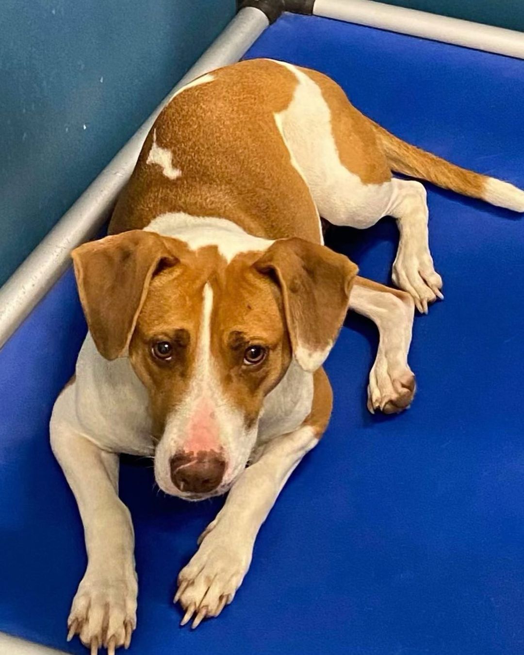 DAISY needs careful FOSTER, possibly having her broken leg repaired on Tuesday. Chocolate lab, eight months old, 50 pounds. A foster would have first opportunity to adopt. Reminder to order calendars through tomorrow. LMRcalendar16@gmail.com only if u dont see ORDER info on FB. One of our most loved volunteers, retired, visited at our event, I put her to work! Toby, now buddy, from Kosovo,& Max, just adopted, got their Petsmart coupon books, $400 value. You may come this Saturday to our event at the Wake Forest Petsmart. 130-3. Lolo, a.k.a. Lioforce, she will be there as we are looking for her future home but a Thanksgiving week Foster will help give Marlianne A chance to visit family in Michigan. www.lovemuttsrescue.org to see all available, apply to foster or adopt or contact a volunteer you know.