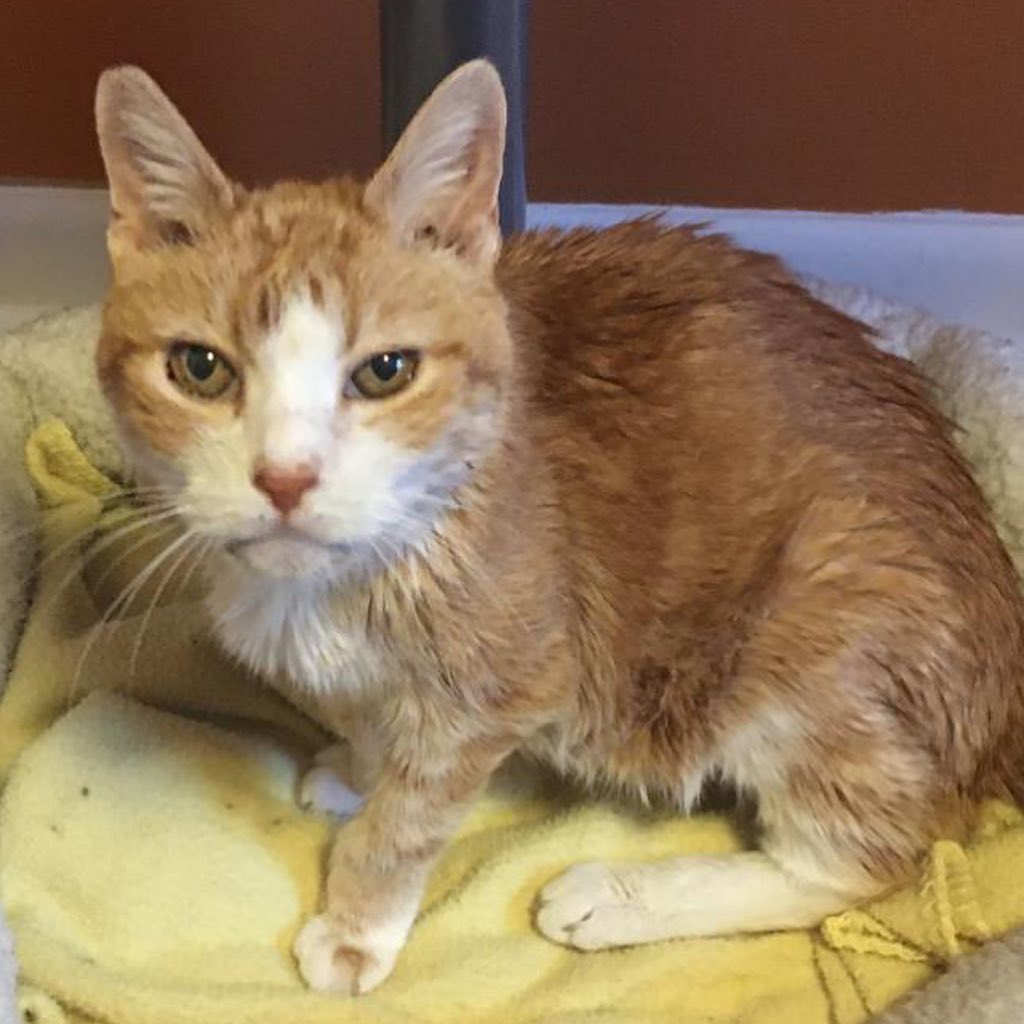 Ruby is the sweetest, loveliest 😻 lady around! She just loves affection and will love-tap you with her forehead all day if you let her. 

This 14-year-old gal is deaf, has hyperthyroidism (treated with an oral medication) and requires a special kidney diet, but this just gives Ruby more character! 🤩 She doesn't have teeth and eats her special diet really well. 

Miss Ruby is a sparkling ✨wonderful, sweet companion who just needs to find a home she can live in comfort and surrounded by love 💞 Could yours be the one?

Learn more about Ruby and connect with our Salt Lake adoption team by
using the link in our bio to reach our Salt Lake adoption page to fill out the adoption survey mentioning Ruby by name, DM us for a link or email utahadoptions@bestfriends.org. 

The Best Friends Lifesaving Center in Salt Lake City does adoptions by appointment and at our center between 12-4pm Sunday and Monday and 12-6pm Tuesday through Saturday. If you are interested in adopting a specific pet, please complete our dog adoption survey or cat adoption survey to provide us information about your lifestyle and what you are looking for in a dog or cat. An adoption specialist will be in touch with you within 48 hours via phone or email to advise next steps. Thank you for your continued support of the animals in Utah. 

<a target='_blank' href='https://www.instagram.com/explore/tags/SaveThemAll/'>#SaveThemAll</a> <a target='_blank' href='https://www.instagram.com/explore/tags/BestFriendsAnimalSociety/'>#BestFriendsAnimalSociety</a> <a target='_blank' href='https://www.instagram.com/explore/tags/adoptdontshop/'>#adoptdontshop</a> <a target='_blank' href='https://www.instagram.com/explore/tags/Utah/'>#Utah</a> <a target='_blank' href='https://www.instagram.com/explore/tags/rescued/'>#rescued</a> <a target='_blank' href='https://www.instagram.com/explore/tags/SLC/'>#SLC</a> <a target='_blank' href='https://www.instagram.com/explore/tags/SaltLakeCity/'>#SaltLakeCity</a> <a target='_blank' href='https://www.instagram.com/explore/tags/BestFriendsUtah/'>#BestFriendsUtah</a> <a target='_blank' href='https://www.instagram.com/explore/tags/NKUT/'>#NKUT</a> <a target='_blank' href='https://www.instagram.com/explore/tags/BestFriendsSLC/'>#BestFriendsSLC</a> <a target='_blank' href='https://www.instagram.com/explore/tags/catadoption/'>#catadoption</a>