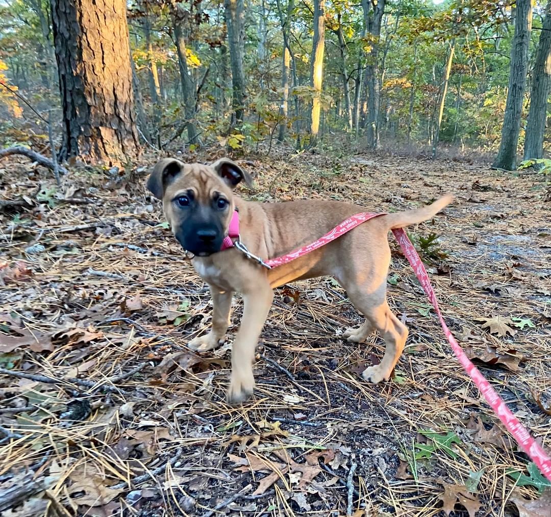 Sugar and spice (lots of spice!) and everything nice! Zoey is a 12 week old, 15 lb Black Mouth Cur mix (best guess!) whose Long Island foster mom says, 