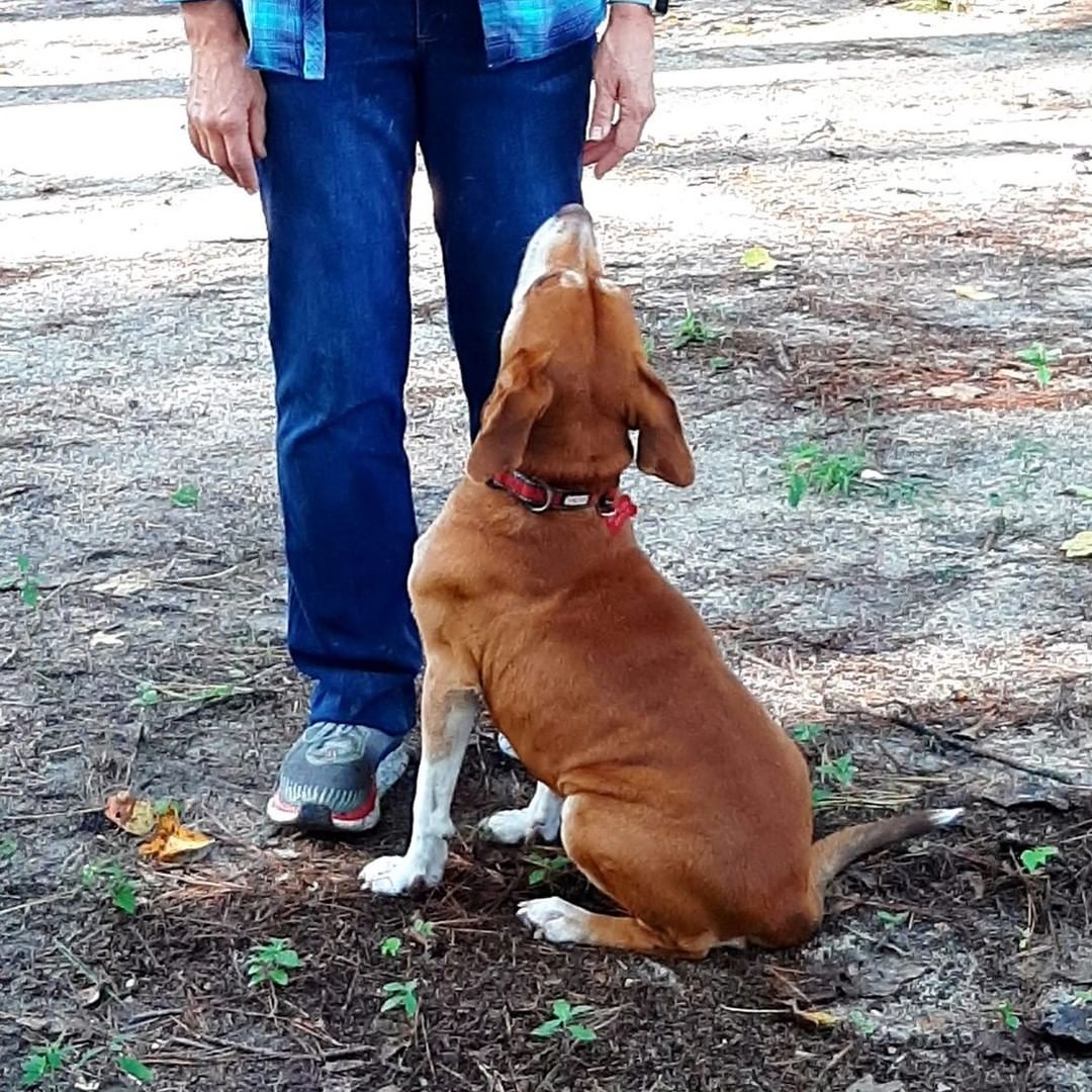 Clifford is a long time resident and has been at the rescue for more than a year now. He needs to be the only pet in the home, but will make a wonderful companion! He's a gorgeous boy and would love to be your one and only! Please share Clifford and help him find his family so he doesn't need to spend another year in rescue!

<a target='_blank' href='https://www.instagram.com/explore/tags/beaglemix/'>#beaglemix</a> <a target='_blank' href='https://www.instagram.com/explore/tags/stillwaitingforforeverhome/'>#stillwaitingforforeverhome</a> <a target='_blank' href='https://www.instagram.com/explore/tags/oneandonly/'>#oneandonly</a> <a target='_blank' href='https://www.instagram.com/explore/tags/adoptme/'>#adoptme</a> <a target='_blank' href='https://www.instagram.com/explore/tags/claytonnc/'>#claytonnc</a> <a target='_blank' href='https://www.instagram.com/explore/tags/redbarnrescue/'>#redbarnrescue</a>