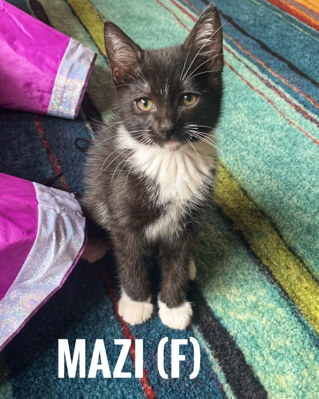 PET ADOPTION ALERT: Mazi is gorgeous DSH Black & white female tux kitten. Approx 4 months old, she’s friendly & playful. She’s spayed, Vaccinated, healthy, FIV neg. & microchipped. She’s hoping to be adopted with one of her litter mates. Apply at eastwoodranch.org https://www.eastwoodranch.org/adoptable-pets/pet-adoption-application/ <a target='_blank' href='https://www.instagram.com/explore/tags/adoptdonsthop/'>#adoptdonsthop</a> <a target='_blank' href='https://www.instagram.com/explore/tags/kittens/'>#kittens</a> <a target='_blank' href='https://www.instagram.com/explore/tags/furbabies/'>#furbabies</a>