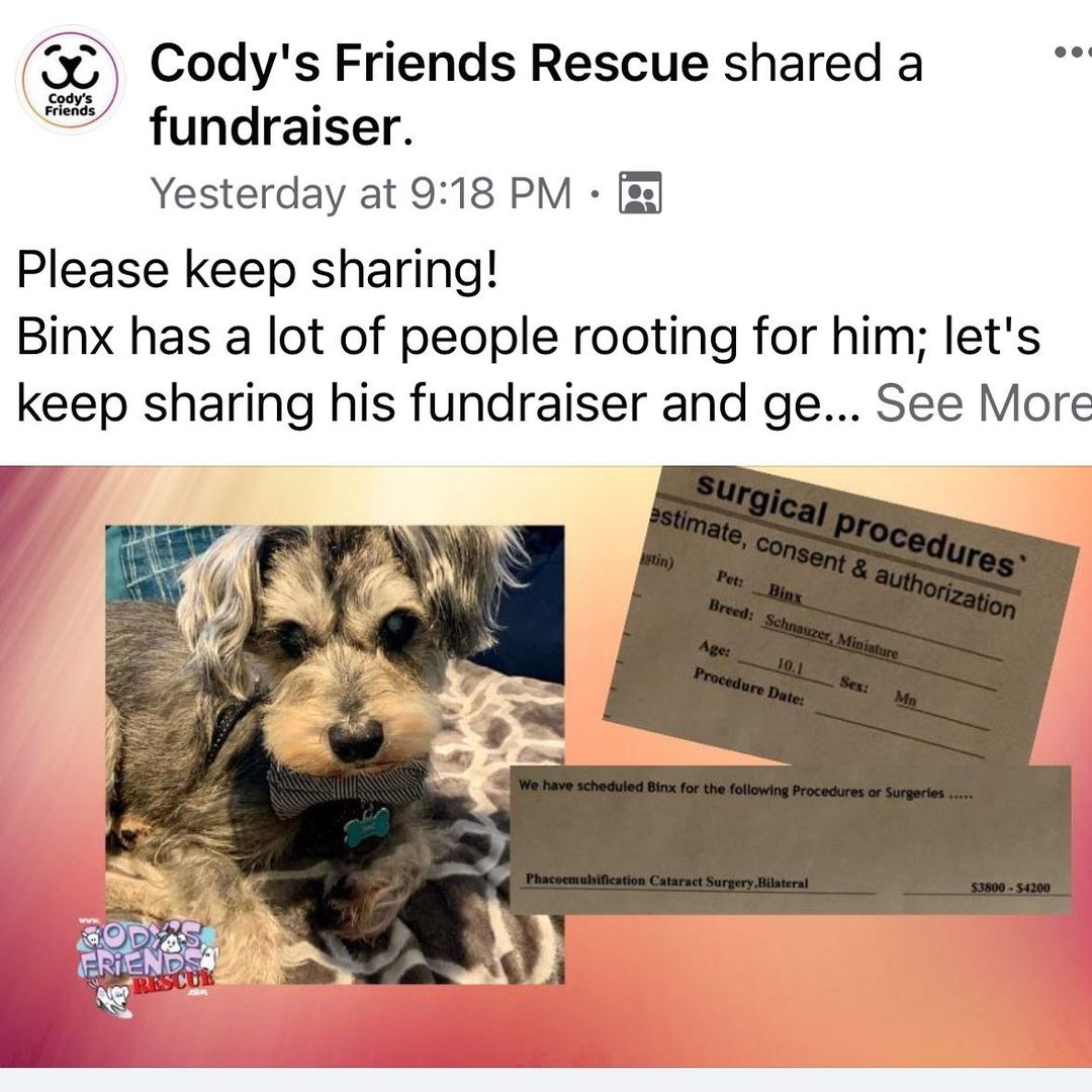 We are $1200 from our goal of $3800 to pay for Binx's surgery. 

On August 10, I was doing my first weekly transport for Cody's Friends Rescue for a dog named Sport but the rescue coordinator had just notified us that Binx had been surrendered by his owner for euthanasia because of his blindness, his severe flea dermatitis and other health issues which turned out to be bilateral ear infections. From his appearance it was obvious that instead of a loved family member, he had been a backyard ornament for many years of his life.

But he was friendly and gentle in spite of his obvious discomfort. I found a foster willing to take him and she immediately jumped in to get his health issues addressed and in spite of the severity of his hair loss and discomfort, he started getting treatment for his skin and then his ear infections were addressed and he was on his way to health and a happier life. Someone then saw his posts and was interested and he went on a home trial but the potential adopter realized that his blindness and her age were not going to allow her to adopt him so she returned him and donated her adoption fee to have his dental issues addressed.

So I went to North Texas to bring him back to CFR to a temp foster that took him until his current foster was available. The potential adopter had taken him to a vet who said that he was a candidate for bilateral cataract surgery so when his current foster took him, we talked about his vision and she took him to a vet opthalmologist who after two exams said he was a candidate for bilateral cataract surgery and indicated that his cataracts were probably genetic and that he had been blind for years. We want him to have the best possible life so we agreed to the surgery. It is scheduled for November 2.

Can you help us collect the money to pay a portion of his surgical costs? Any amount will be gratefully accepted and your donation is tax deductible if you itemize. You can be instrumental in this sweet, gentle miniature schnauzer's transformation. https://www.facebook.com/donate/624994405528593/ 📍VENMO @codysfriendstina 
📍Paypal:  ta.austin@att.net 
📍Donate at codysfriendsrescue.org