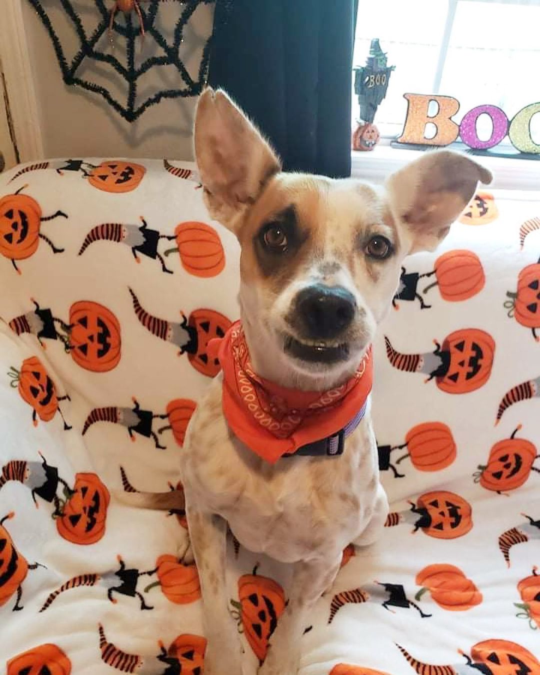 Pumpkin says she would like all treats and no tricks, please! 🎃

Pumpkin is a fun-loving 1 year old cattle dog who made it out of the spooky shelter and is currently being fostered in Houston. Shoot us a message if you’d like to meet her! 
<a target='_blank' href='https://www.instagram.com/explore/tags/pumpkin/'>#pumpkin</a> <a target='_blank' href='https://www.instagram.com/explore/tags/halloween/'>#halloween</a> <a target='_blank' href='https://www.instagram.com/explore/tags/trickortreat/'>#trickortreat</a> <a target='_blank' href='https://www.instagram.com/explore/tags/fosteringsaveslives/'>#fosteringsaveslives</a> <a target='_blank' href='https://www.instagram.com/explore/tags/rescuedogsofinstagram/'>#rescuedogsofinstagram</a> <a target='_blank' href='https://www.instagram.com/explore/tags/rescuedogs/'>#rescuedogs</a> <a target='_blank' href='https://www.instagram.com/explore/tags/mutts/'>#mutts</a> <a target='_blank' href='https://www.instagram.com/explore/tags/rescuedogsofhouston/'>#rescuedogsofhouston</a> <a target='_blank' href='https://www.instagram.com/explore/tags/houstondogs/'>#houstondogs</a>