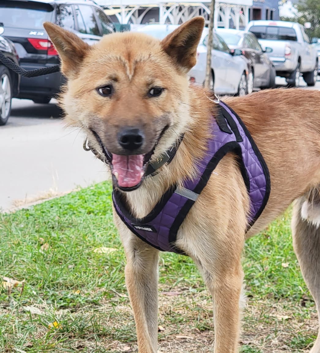 Meet our good boy Bulgari! 💎 He’s a 2-year-old Jindo mix and weighs about 31 pounds. Bulgari was rescued by our partner @animal_kara from Uijeongbu, a dog training center run more like a death camp. He’s best described as friendly, easy-going, smart, calm, and sweet. Bulgari is fully crate trained and working on potty training. He appreciates a good head scritch, and his favorite treat is cheese. 🧀 We think his ideal adopter would be an active person who enjoys jogging or running with Bulgari and can help him build confidence. Could that be you? Apply to adopt!

🐕 On a case-by-case basis, we accept applications from residents living within 30-miles of NYC and certain areas within CT, PA, D.C., MD, and MA. Check koreank9rescue.org/adopt for more details! 📝⁠⁠⁠⁠⁠⁠⁠⁠⁠⁠⁠⁠⁠

<a target='_blank' href='https://www.instagram.com/explore/tags/jindo/'>#jindo</a> <a target='_blank' href='https://www.instagram.com/explore/tags/adoptmenyc/'>#adoptmenyc</a> <a target='_blank' href='https://www.instagram.com/explore/tags/nyc/'>#nyc</a> <a target='_blank' href='https://www.instagram.com/explore/tags/korea/'>#korea</a> <a target='_blank' href='https://www.instagram.com/explore/tags/adoptme/'>#adoptme</a> <a target='_blank' href='https://www.instagram.com/explore/tags/adoptmeplease/'>#adoptmeplease</a> <a target='_blank' href='https://www.instagram.com/explore/tags/koreank9rescue/'>#koreank9rescue</a> <a target='_blank' href='https://www.instagram.com/explore/tags/kk9r/'>#kk9r</a> <a target='_blank' href='https://www.instagram.com/explore/tags/spay/'>#spay</a> <a target='_blank' href='https://www.instagram.com/explore/tags/neuter/'>#neuter</a> <a target='_blank' href='https://www.instagram.com/explore/tags/rescueismyfavoritebreed/'>#rescueismyfavoritebreed</a> <a target='_blank' href='https://www.instagram.com/explore/tags/rescuedog/'>#rescuedog</a> <a target='_blank' href='https://www.instagram.com/explore/tags/everydogdeserveslove/'>#everydogdeserveslove</a> <a target='_blank' href='https://www.instagram.com/explore/tags/showlovekorea/'>#showlovekorea</a>