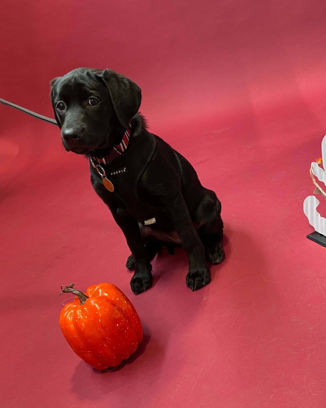 Wishing everyday was a doggy photoshoot day! 🥺

Check out some of the behind-the-scenes snaps from Saturday’s HOWL O’WEEN photoshoot fundraiser! A big thank you to everyone who came out to make this day a big success, to @renspets Liberty Village for hosting and to @capturenorthstudios for volunteering to be our awesome photographer.
.
.
.
.
.
.
<a target='_blank' href='https://www.instagram.com/explore/tags/DogHalloween/'>#DogHalloween</a> <a target='_blank' href='https://www.instagram.com/explore/tags/HalloweenDogCostumes/'>#HalloweenDogCostumes</a> <a target='_blank' href='https://www.instagram.com/explore/tags/HalloweenForDogs/'>#HalloweenForDogs</a> <a target='_blank' href='https://www.instagram.com/explore/tags/DogRescue/'>#DogRescue</a> <a target='_blank' href='https://www.instagram.com/explore/tags/Fundraiser/'>#Fundraiser</a> <a target='_blank' href='https://www.instagram.com/explore/tags/TorontoEvents/'>#TorontoEvents</a> <a target='_blank' href='https://www.instagram.com/explore/tags/TorontoDogMoms/'>#TorontoDogMoms</a> <a target='_blank' href='https://www.instagram.com/explore/tags/TorontoDogDads/'>#TorontoDogDads</a> <a target='_blank' href='https://www.instagram.com/explore/tags/TorontoDogs/'>#TorontoDogs</a> <a target='_blank' href='https://www.instagram.com/explore/tags/DogsInThe6ix/'>#DogsInThe6ix</a> <a target='_blank' href='https://www.instagram.com/explore/tags/StrayToPlay/'>#StrayToPlay</a> <a target='_blank' href='https://www.instagram.com/explore/tags/DogCostumes/'>#DogCostumes</a> <a target='_blank' href='https://www.instagram.com/explore/tags/DogPhotoshoot/'>#DogPhotoshoot</a>